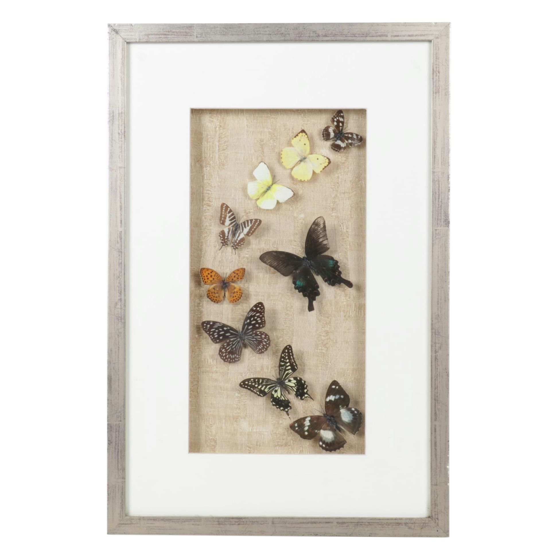 Framed Emperor, Dark Blue Tiger & Other Butterfly Specimens