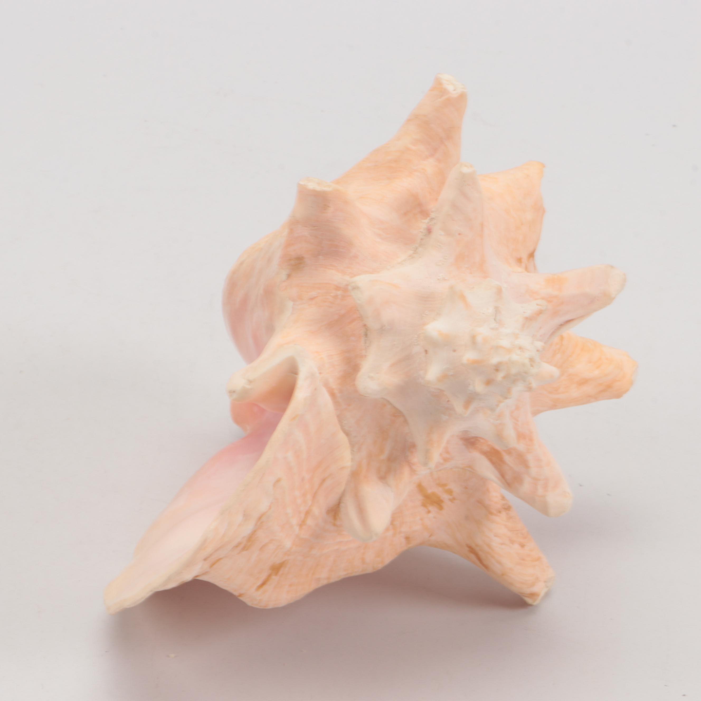 Queen Conch Shell Specimens