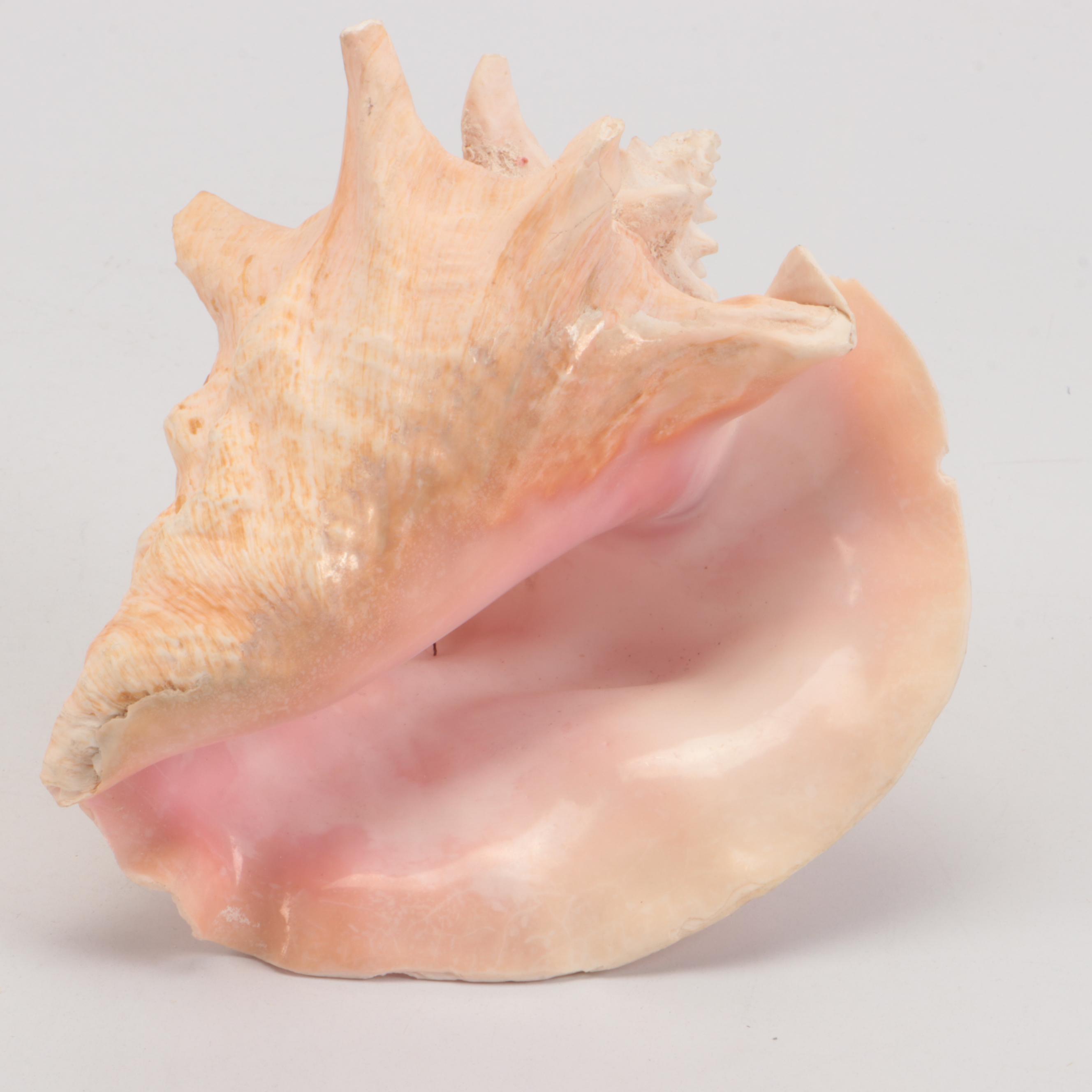 Queen Conch Shell Specimens