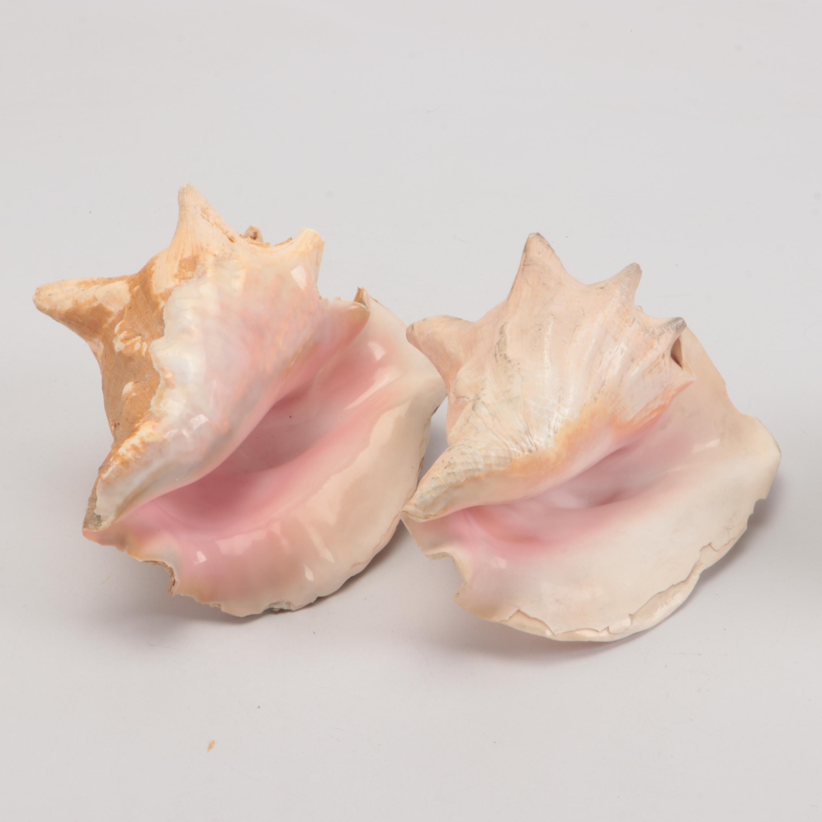 Queen Conch Shell Specimens