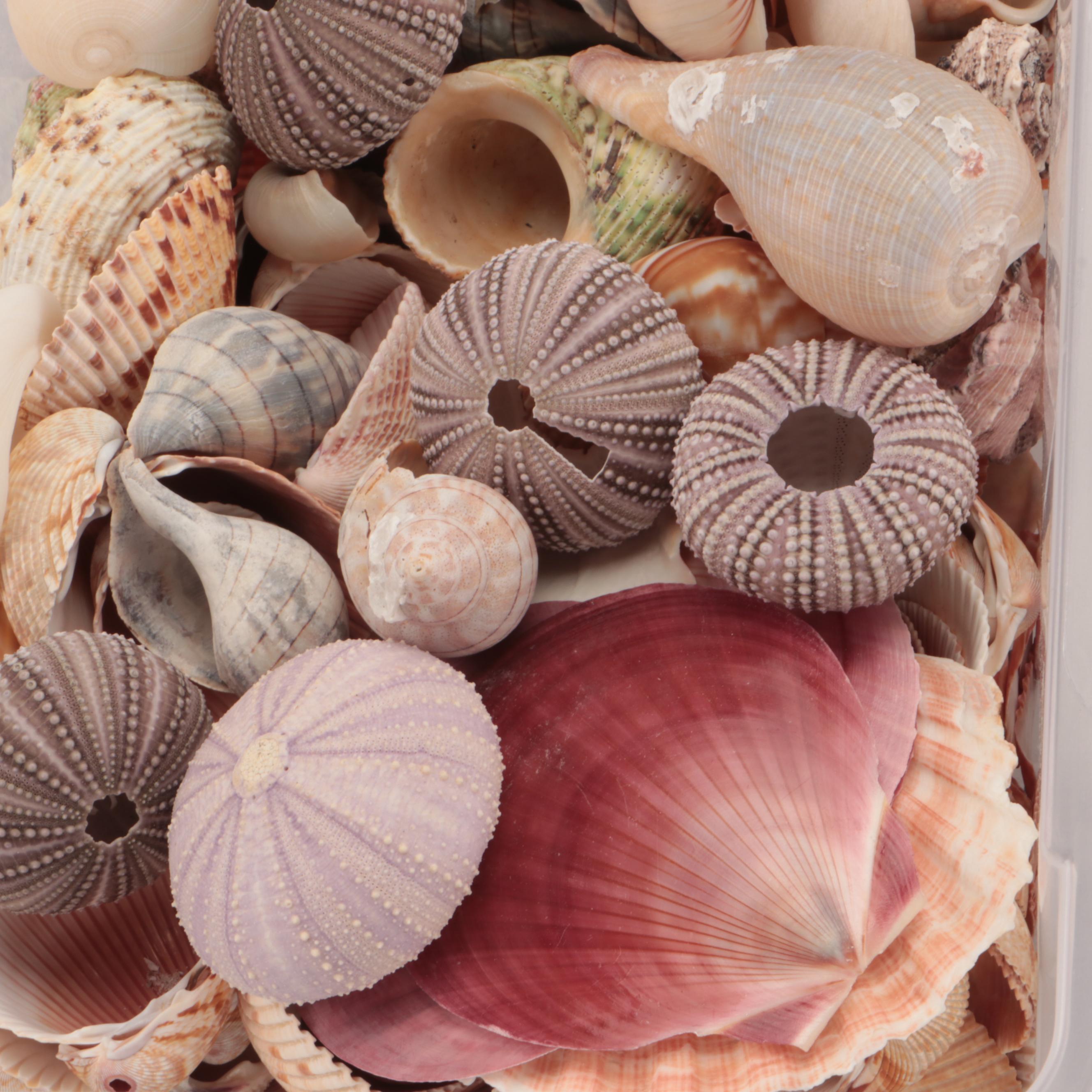 Violet Sea Urchin Shells, Pink Scallop Shells and Other Shell Specimens