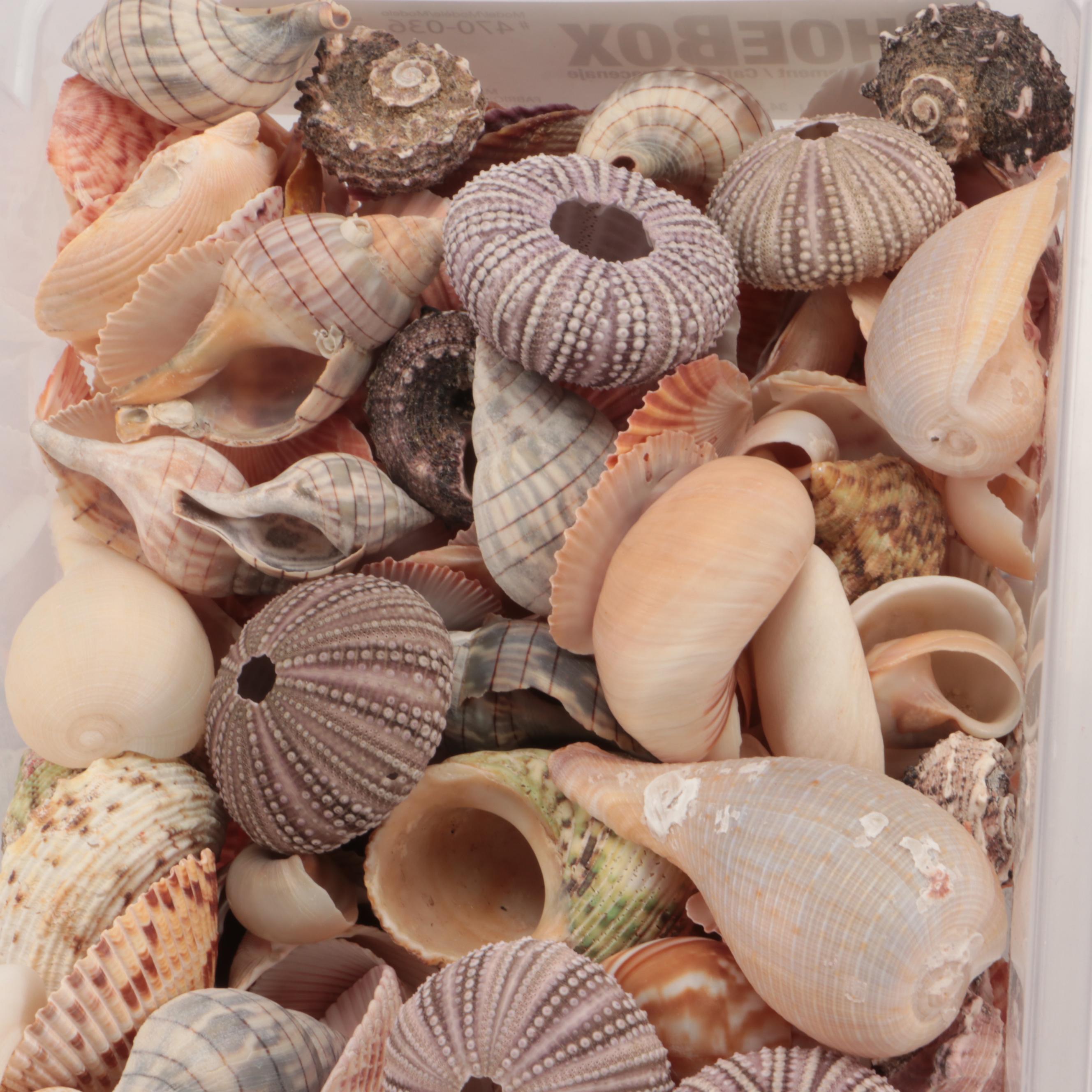Violet Sea Urchin Shells, Pink Scallop Shells and Other Shell Specimens