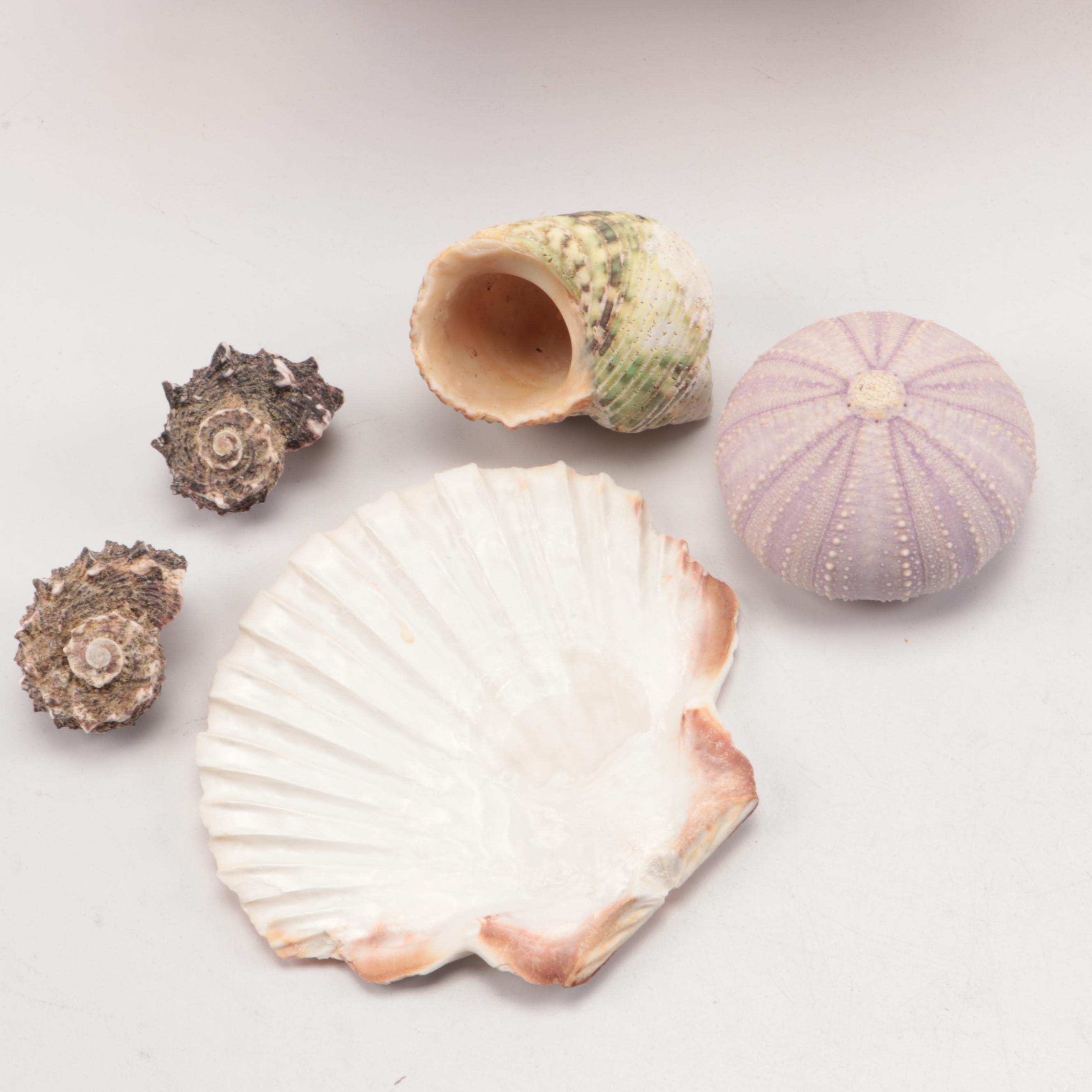 Violet Sea Urchin Shells, Pink Scallop Shells and Other Shell Specimens