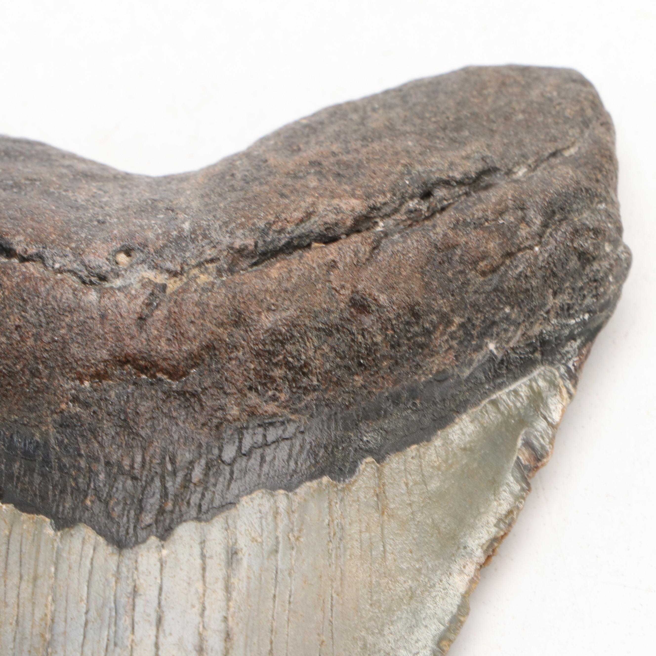 Megalodon Fossil Tooth