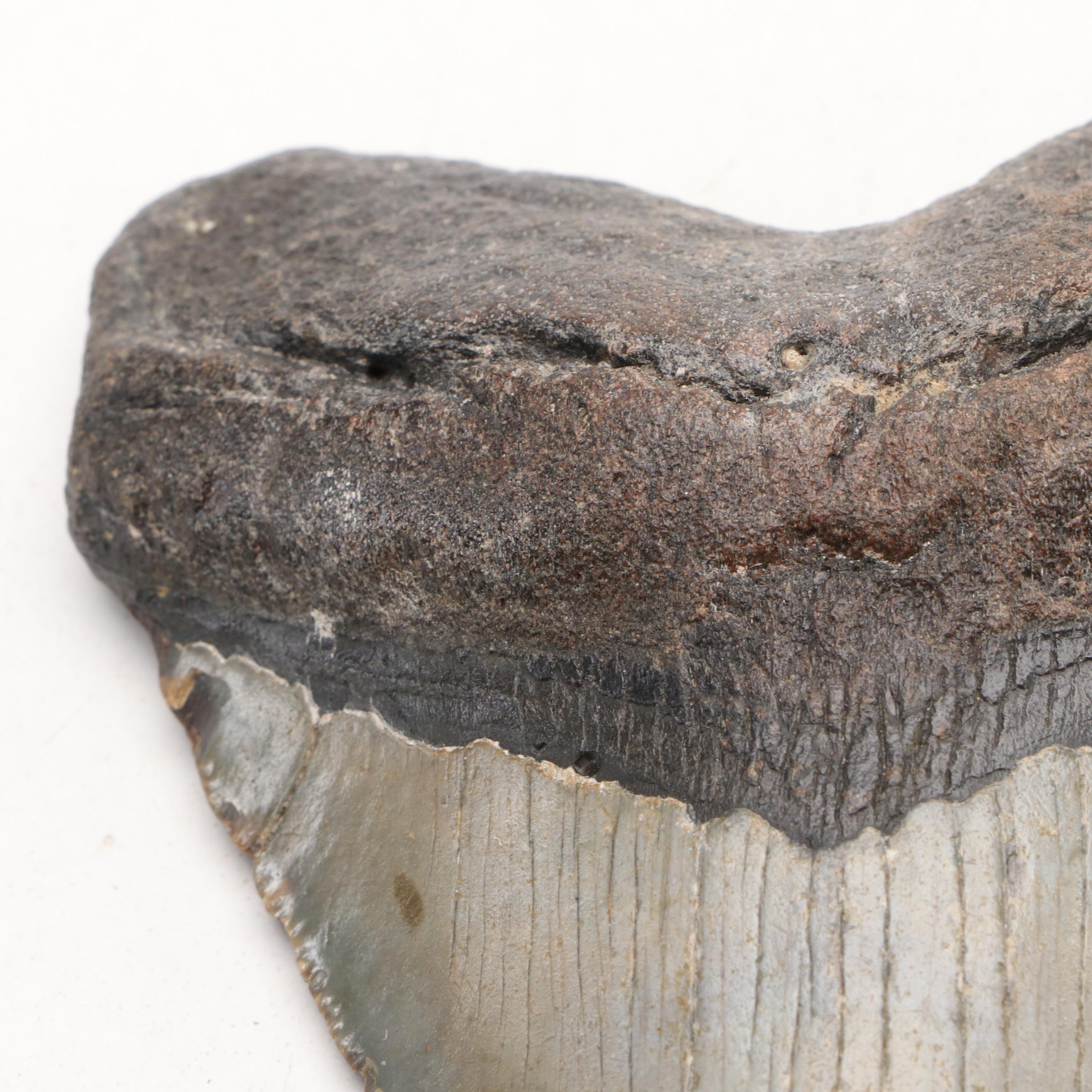 Megalodon Fossil Tooth