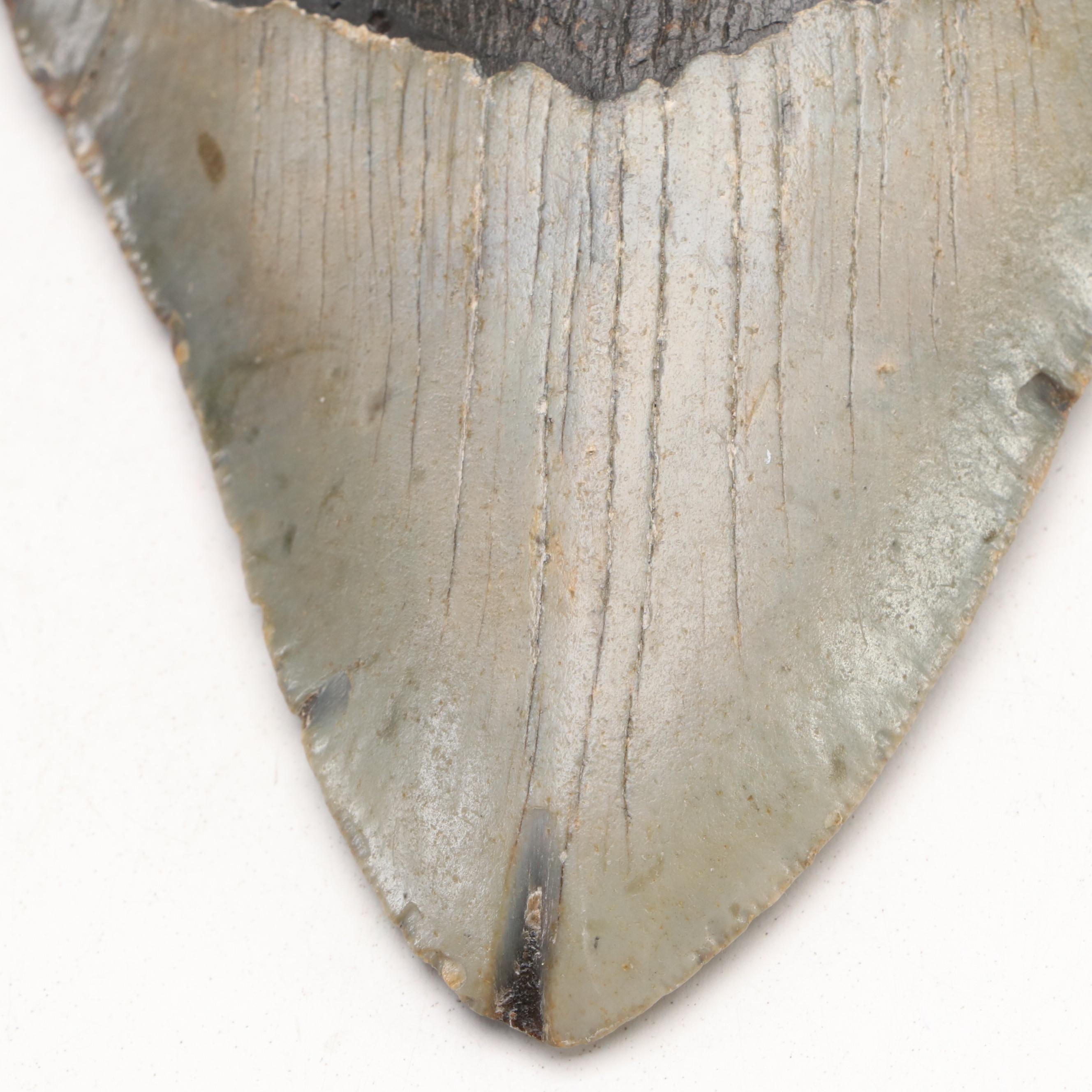 Megalodon Fossil Tooth