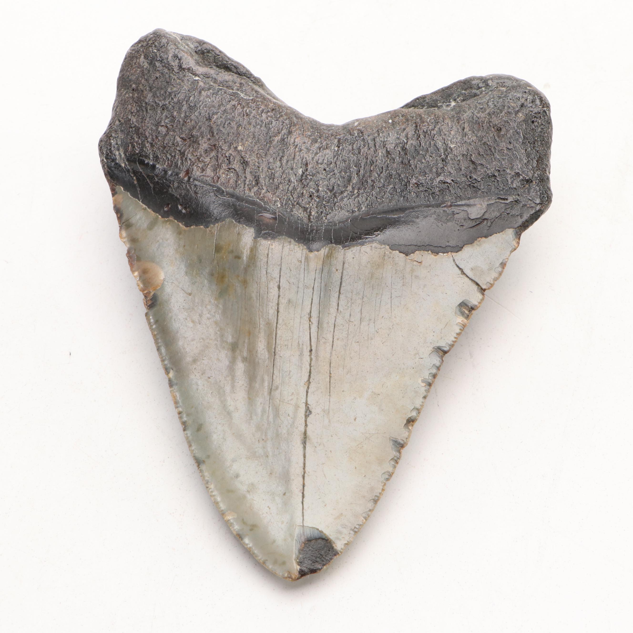 Megalodon Fossil Tooth