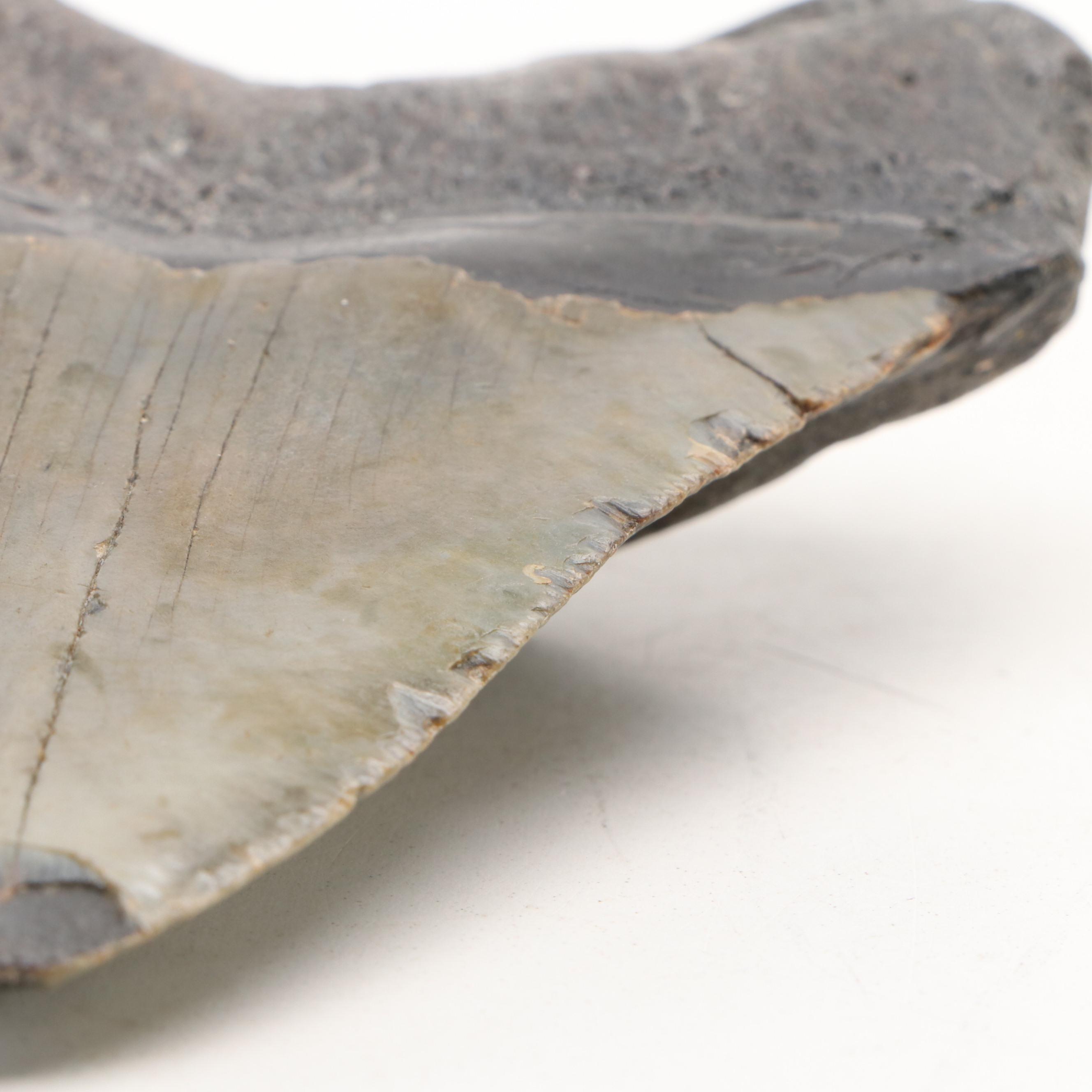Megalodon Fossil Tooth