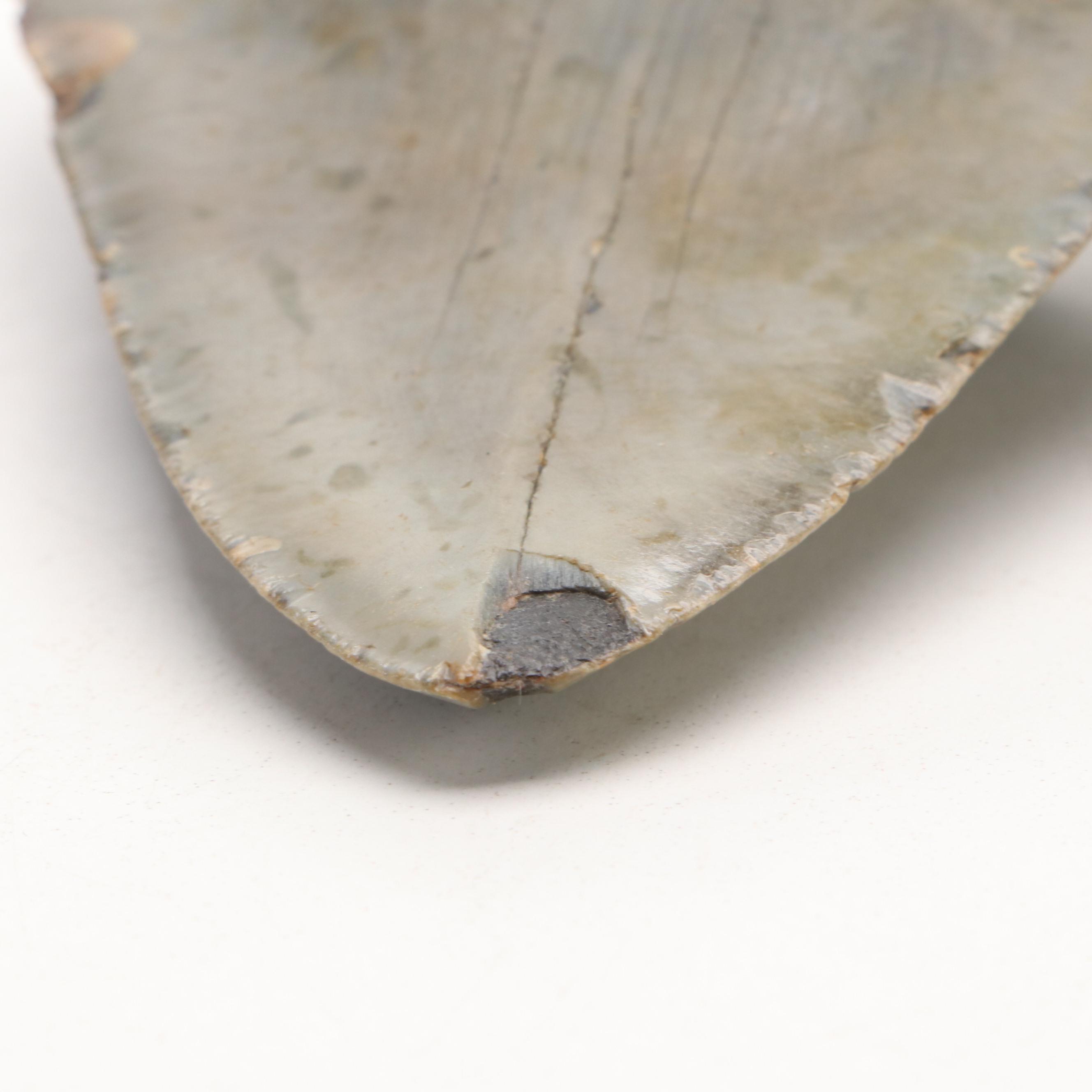 Megalodon Fossil Tooth