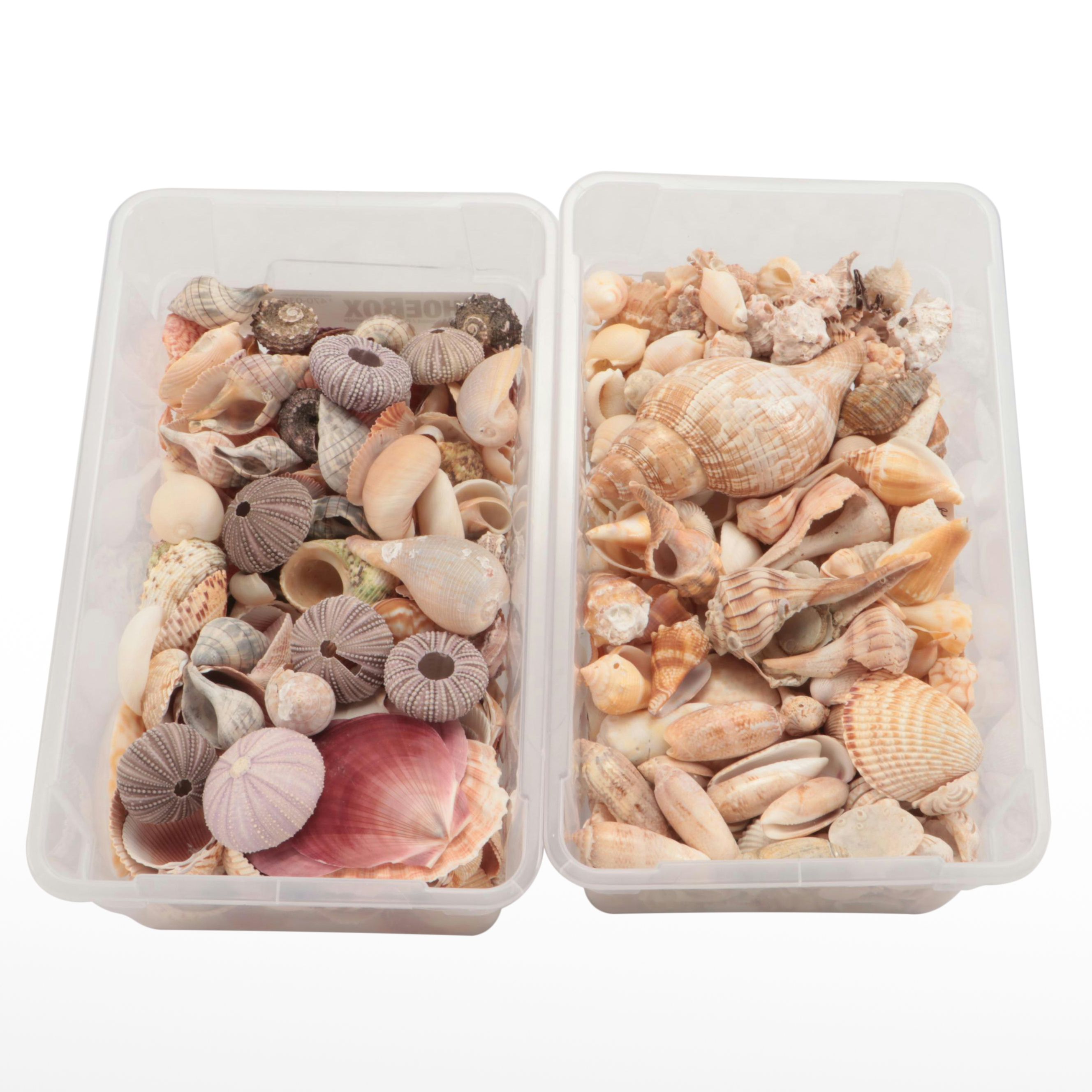 Violet Sea Urchin Shells, Pink Scallop Shells and Other Shell Specimens