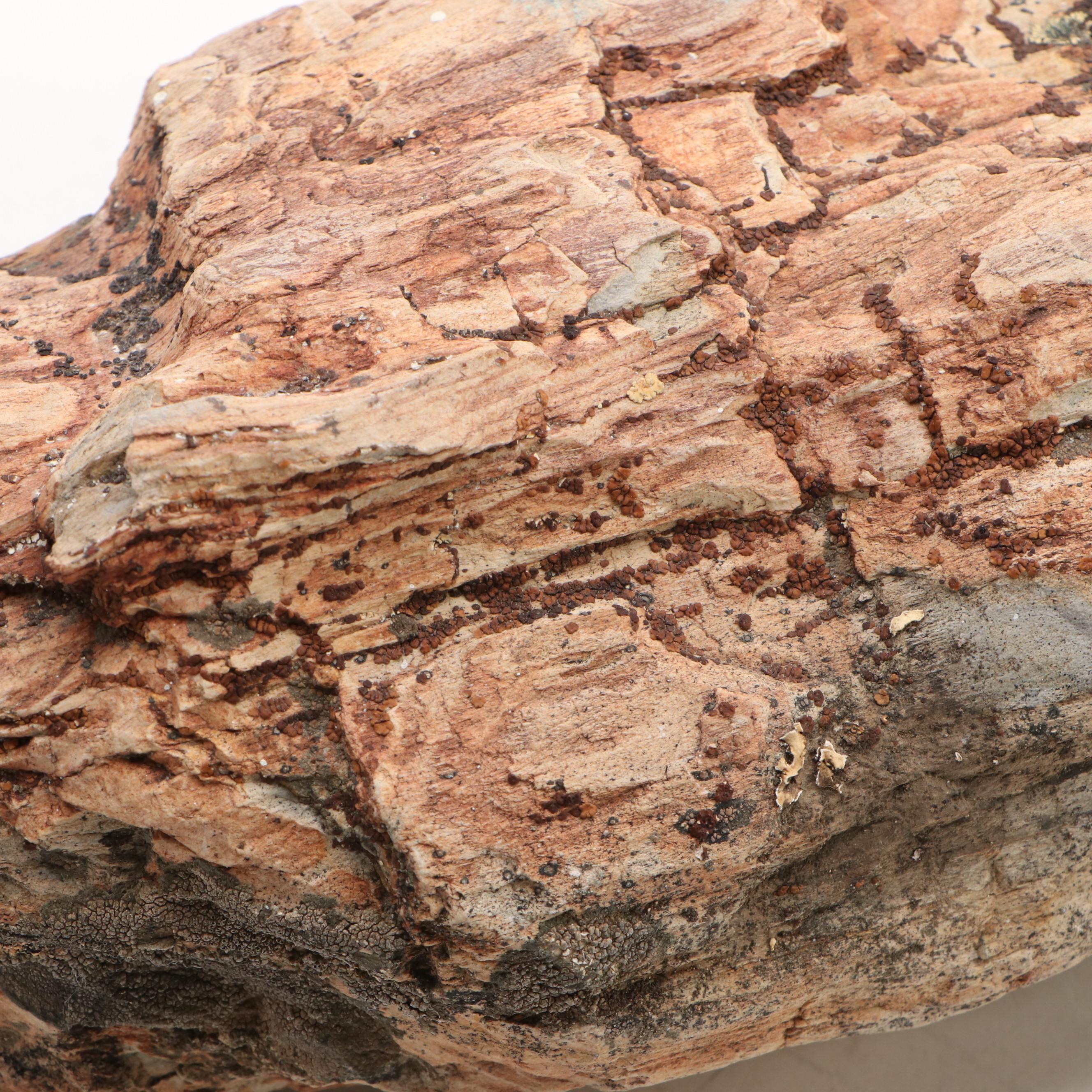 Petrified Wood and Calcite Specimens