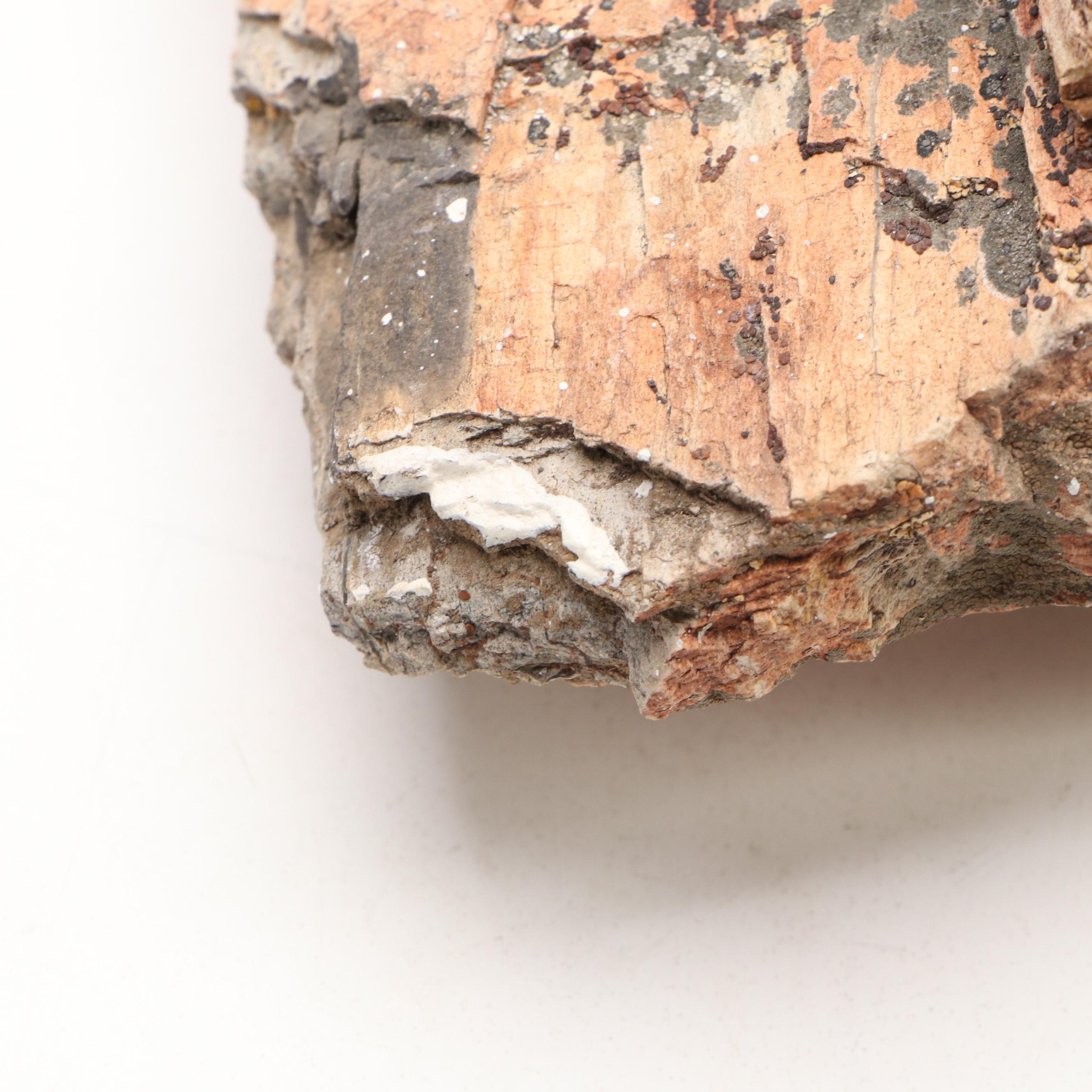 Petrified Wood and Calcite Specimens