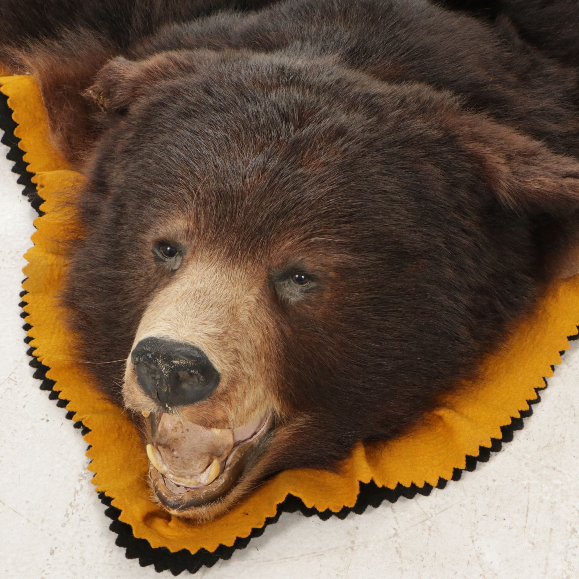 Taxidermy American Black Bear Full Body Rug