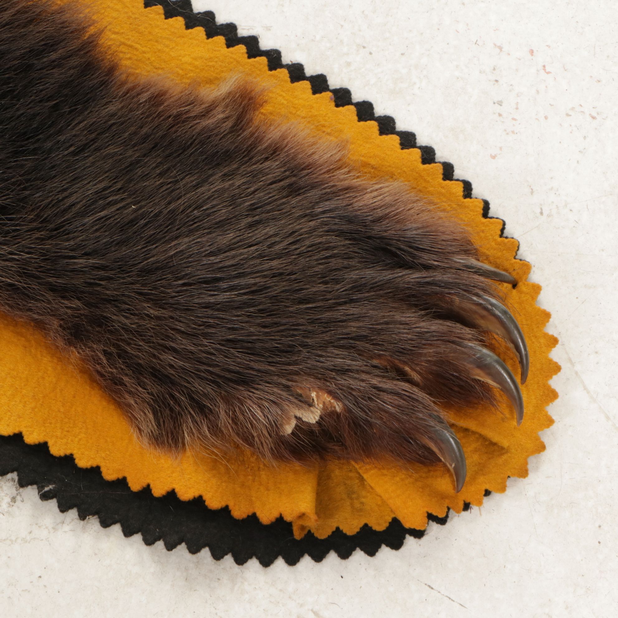 Taxidermy American Black Bear Full Body Rug