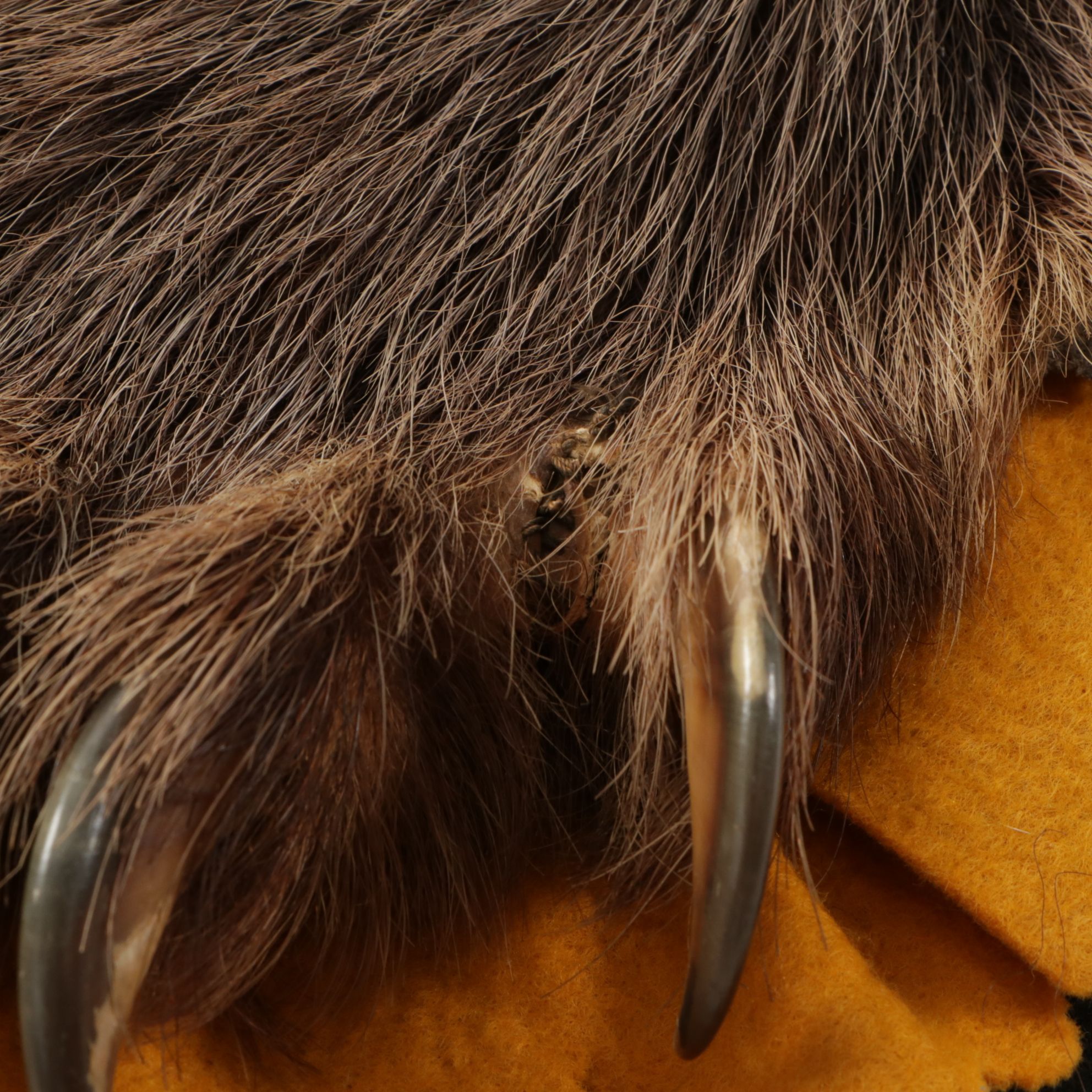 Taxidermy American Black Bear Full Body Rug