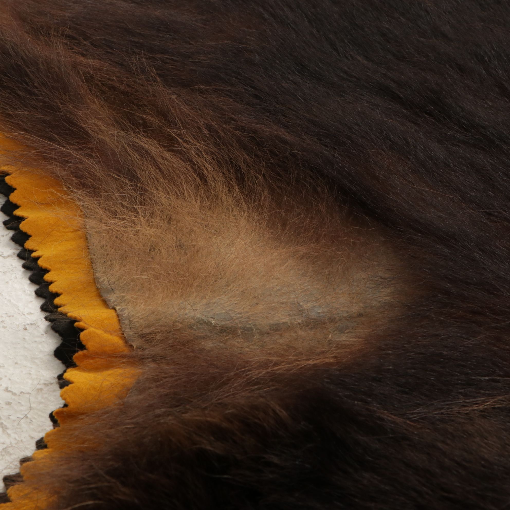 Taxidermy American Black Bear Full Body Rug