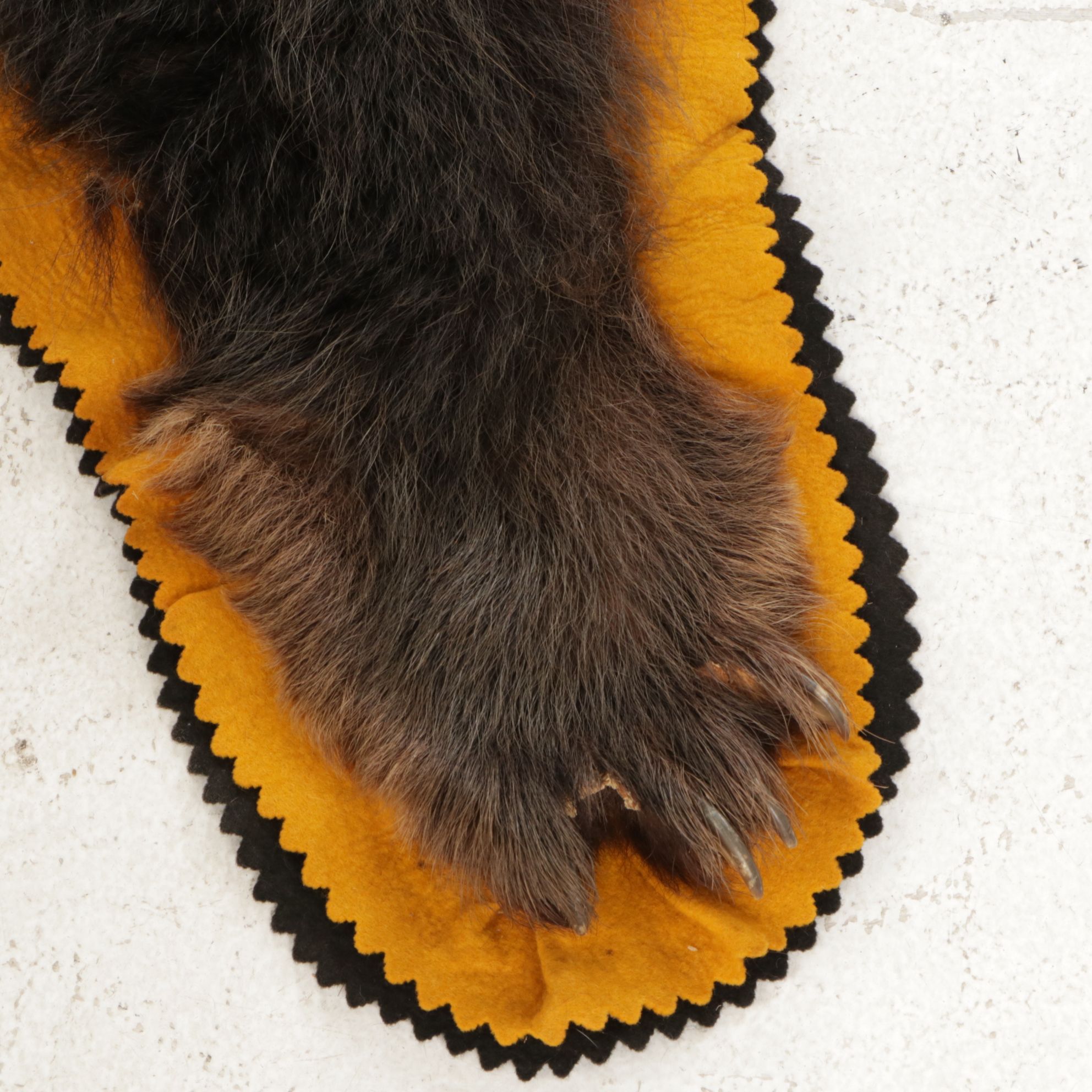 Taxidermy American Black Bear Full Body Rug