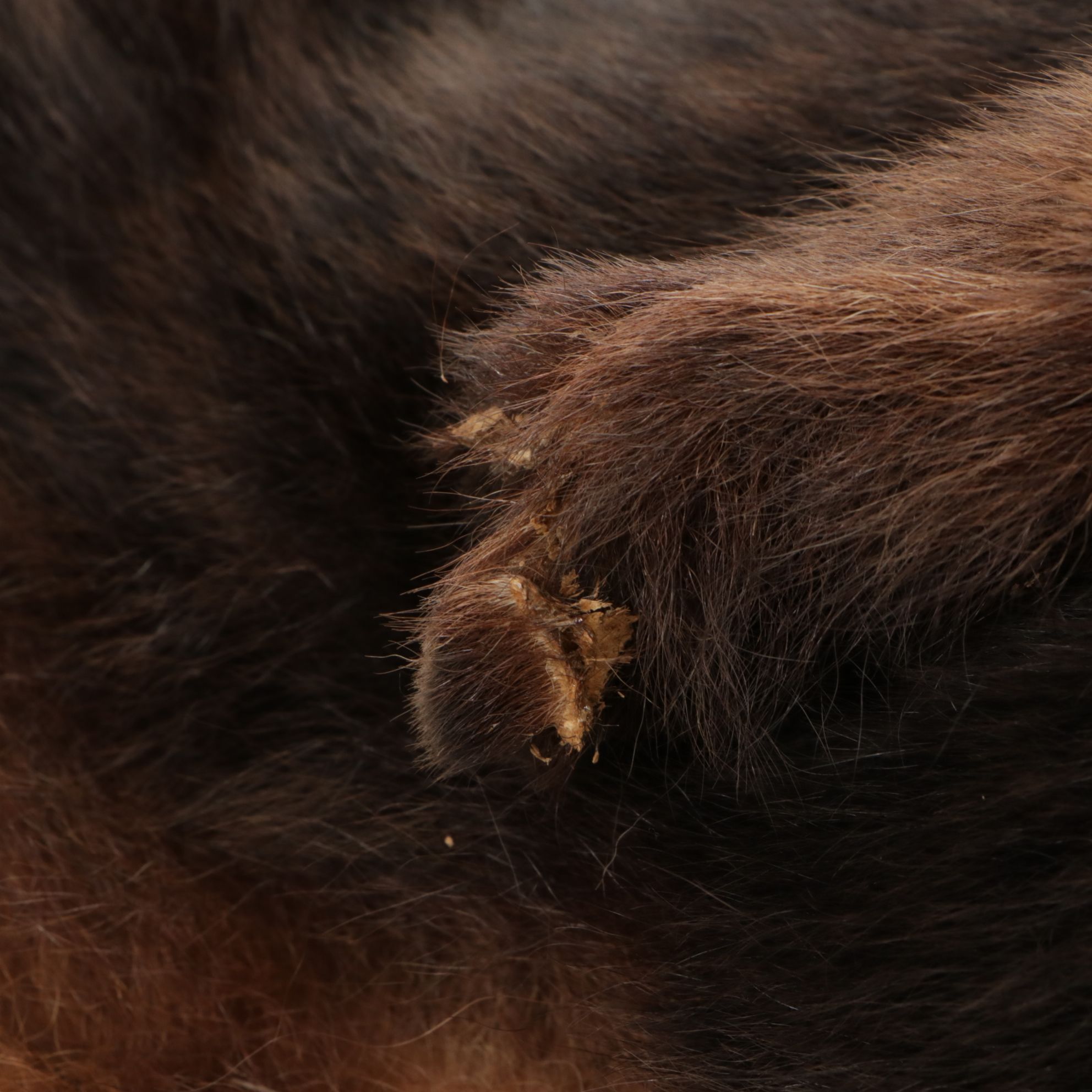 Taxidermy American Black Bear Full Body Rug
