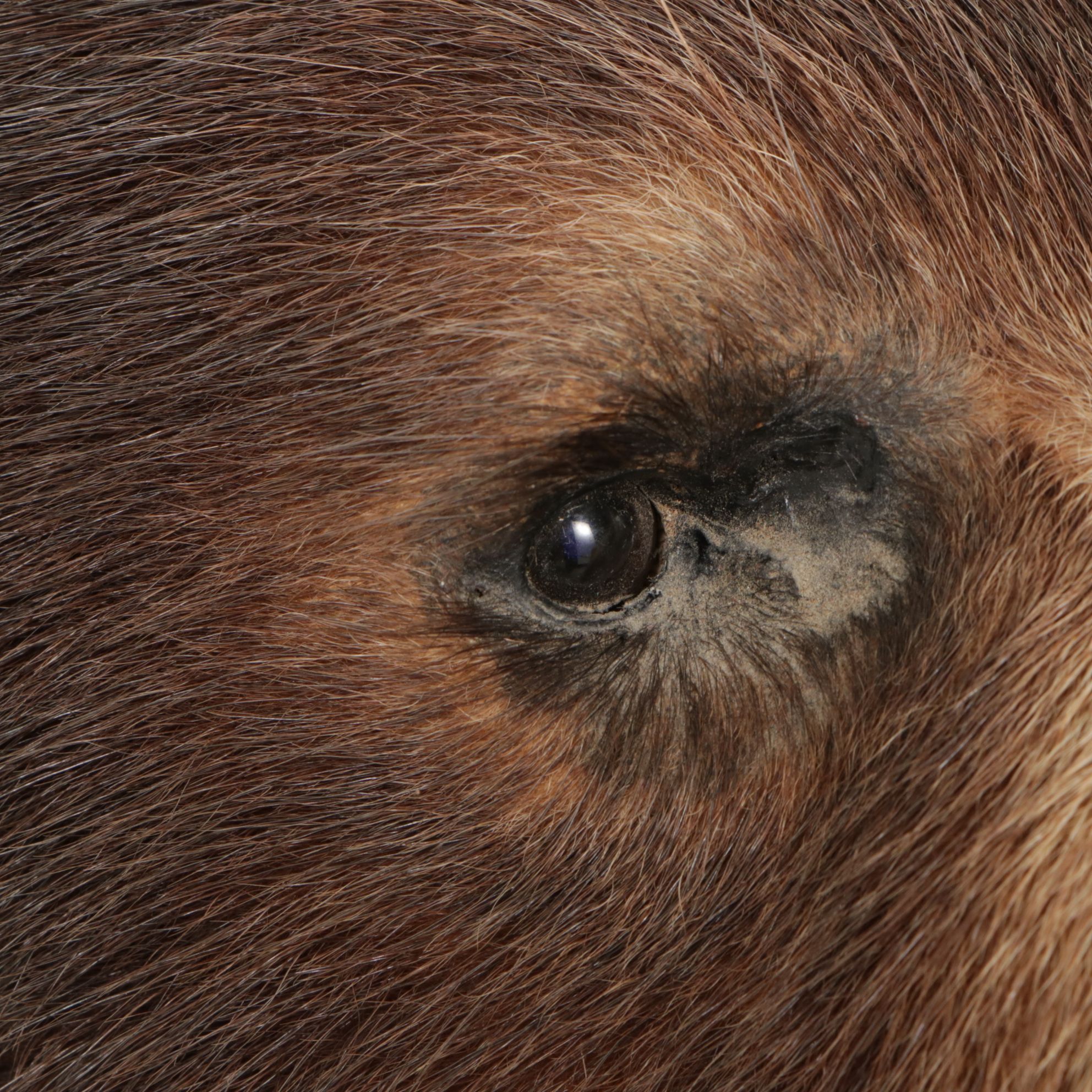 Taxidermy American Black Bear Full Body Rug