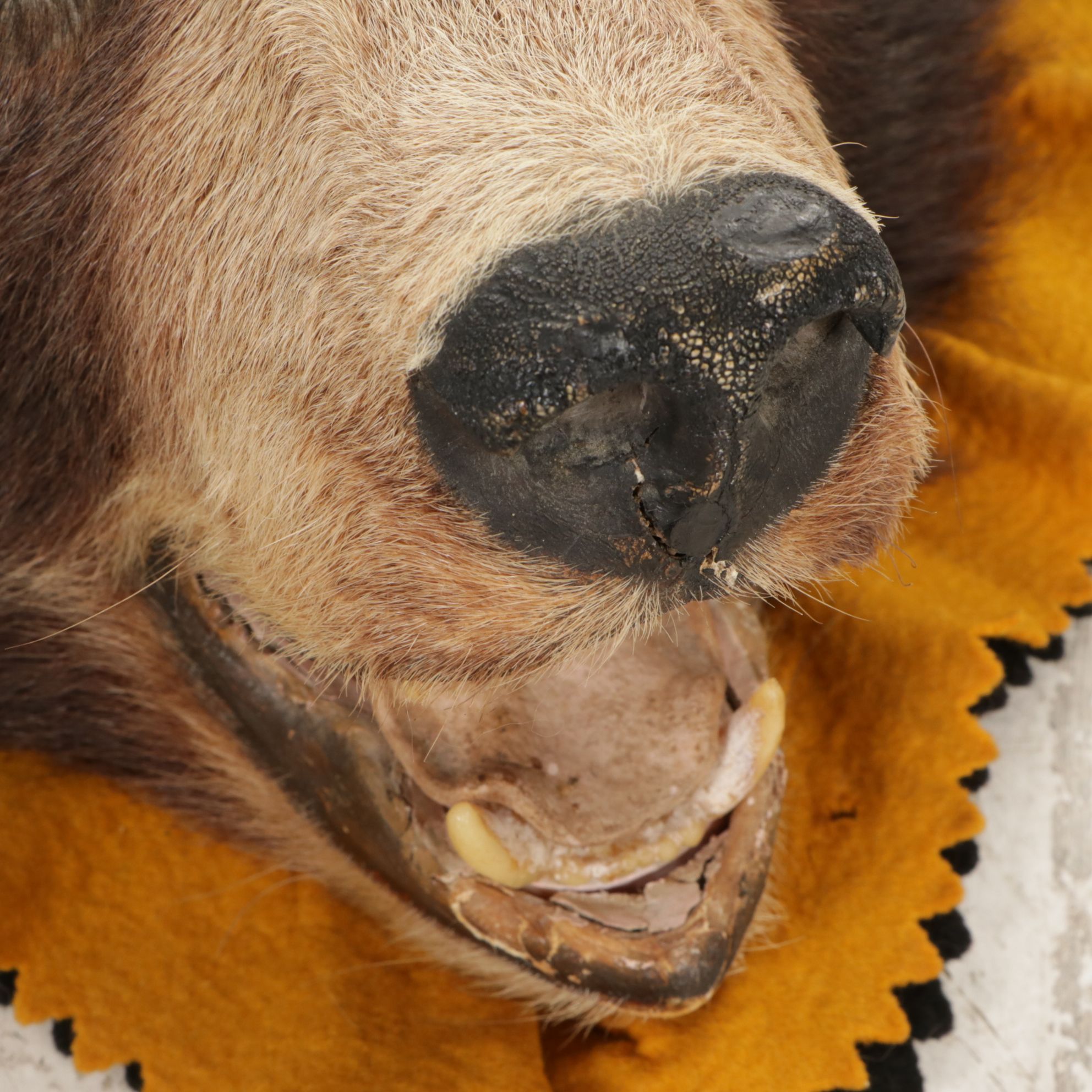 Taxidermy American Black Bear Full Body Rug