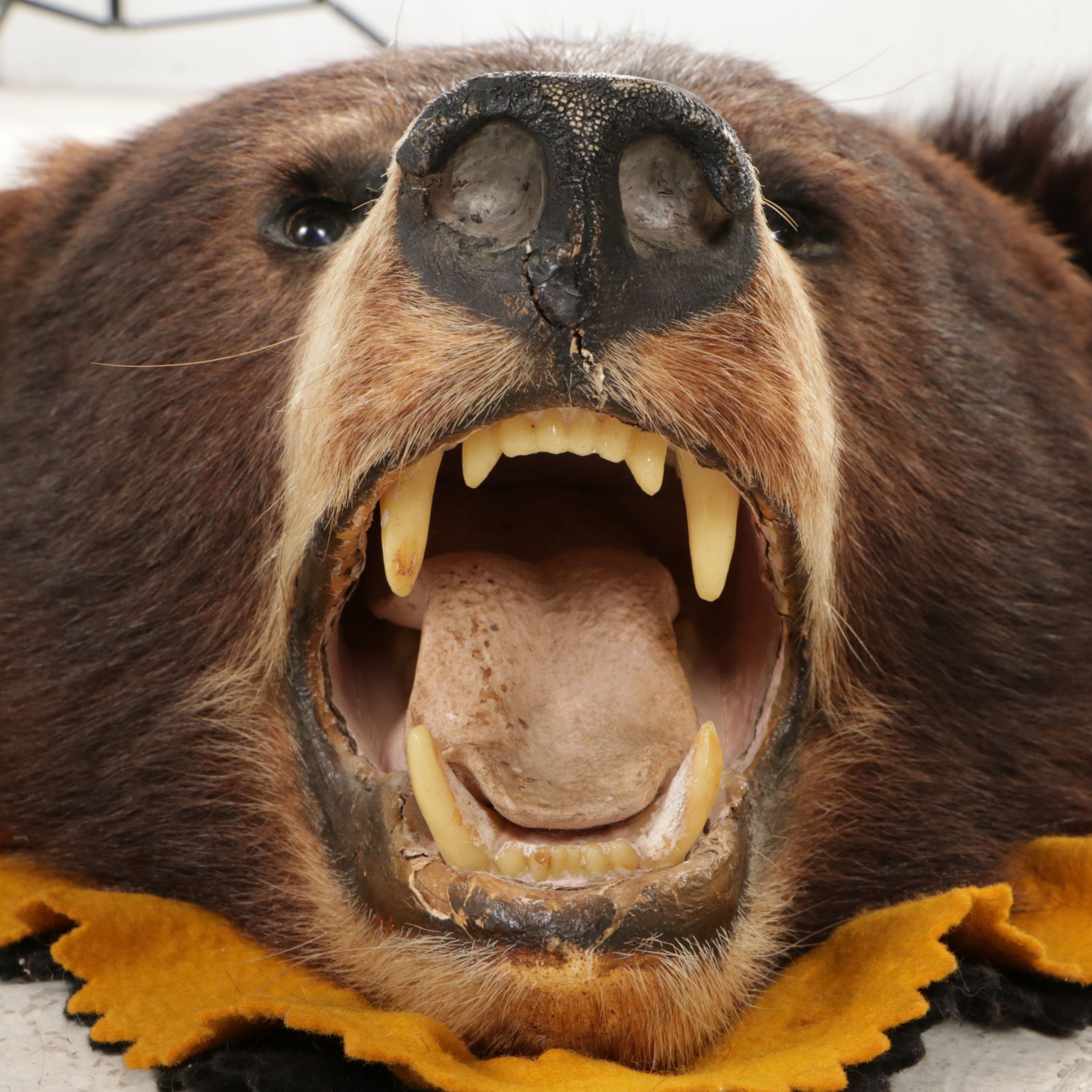 Taxidermy American Black Bear Full Body Rug