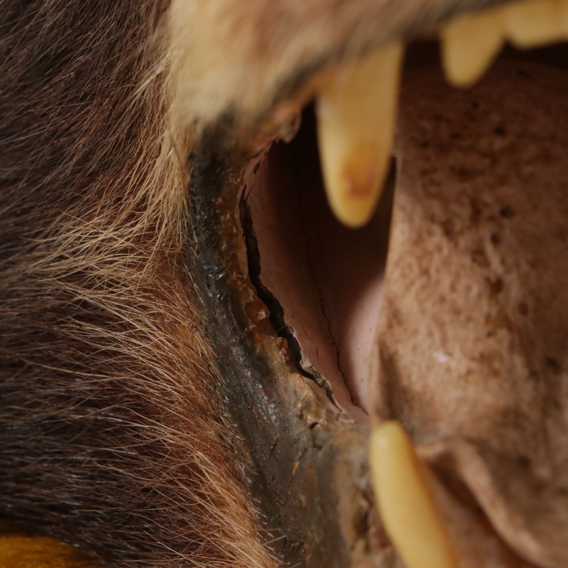 Taxidermy American Black Bear Full Body Rug