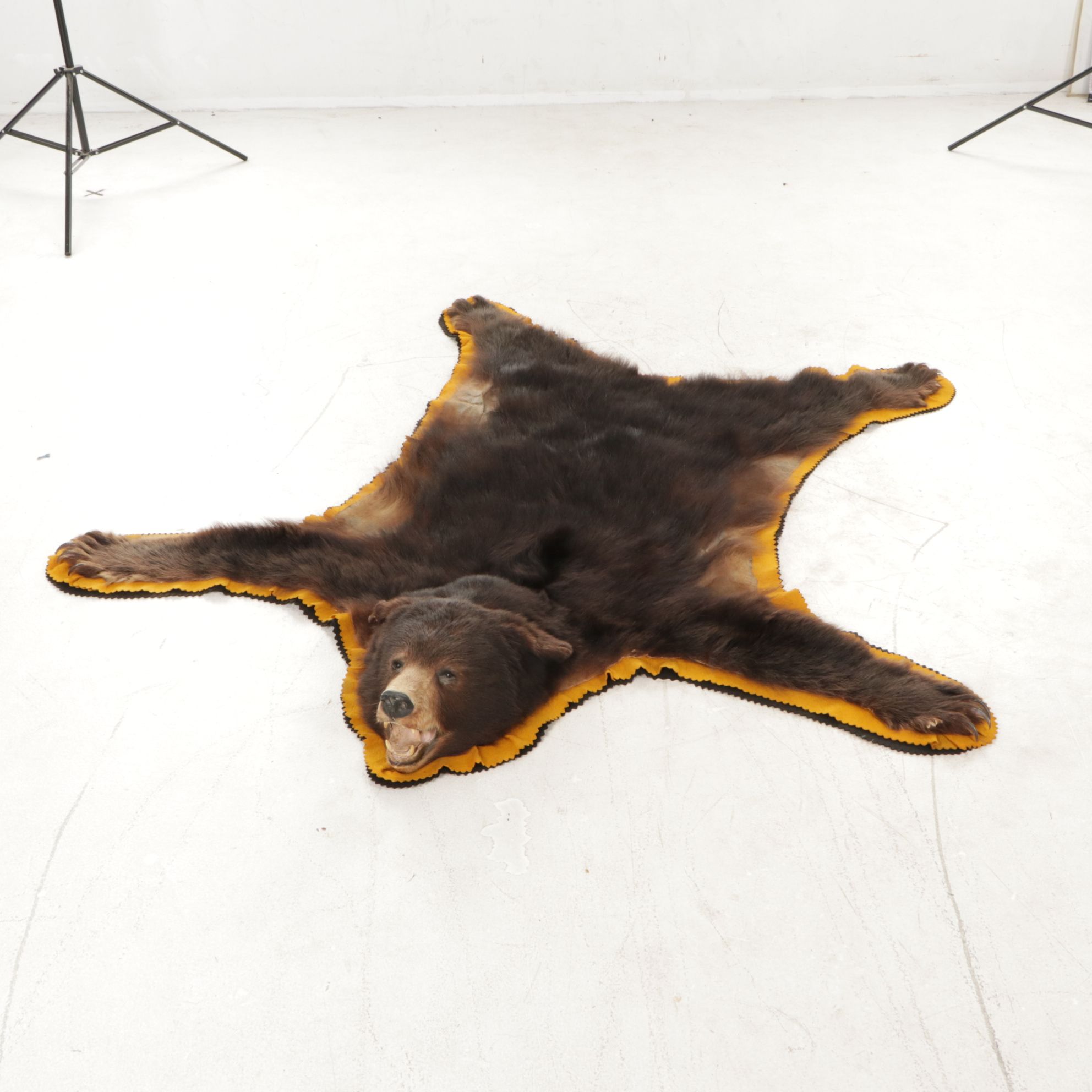 Taxidermy American Black Bear Full Body Rug