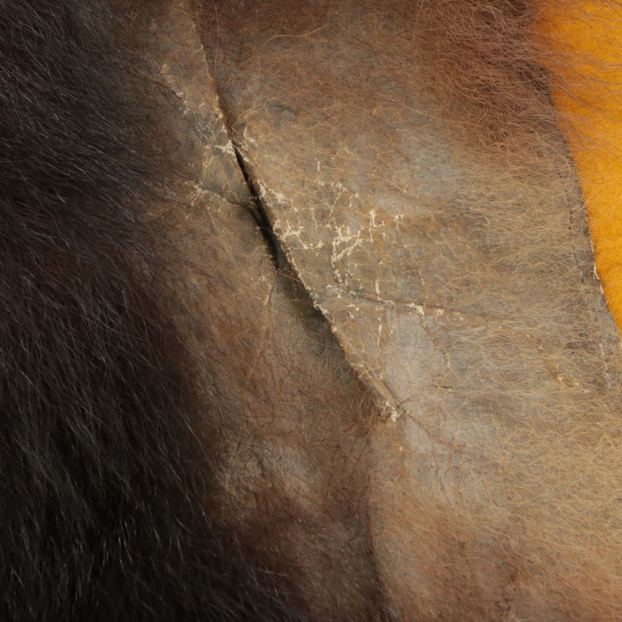 Taxidermy American Black Bear Full Body Rug