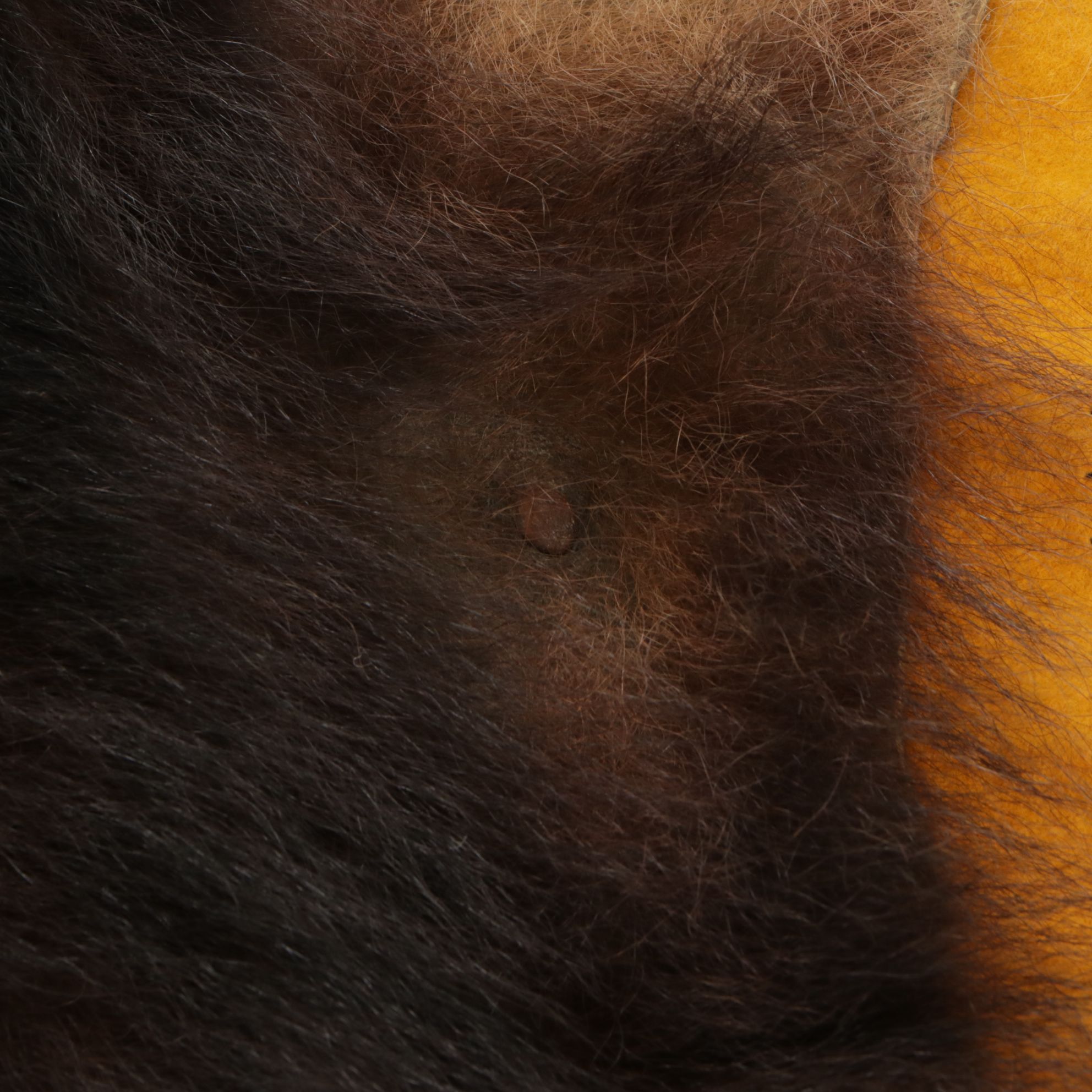 Taxidermy American Black Bear Full Body Rug