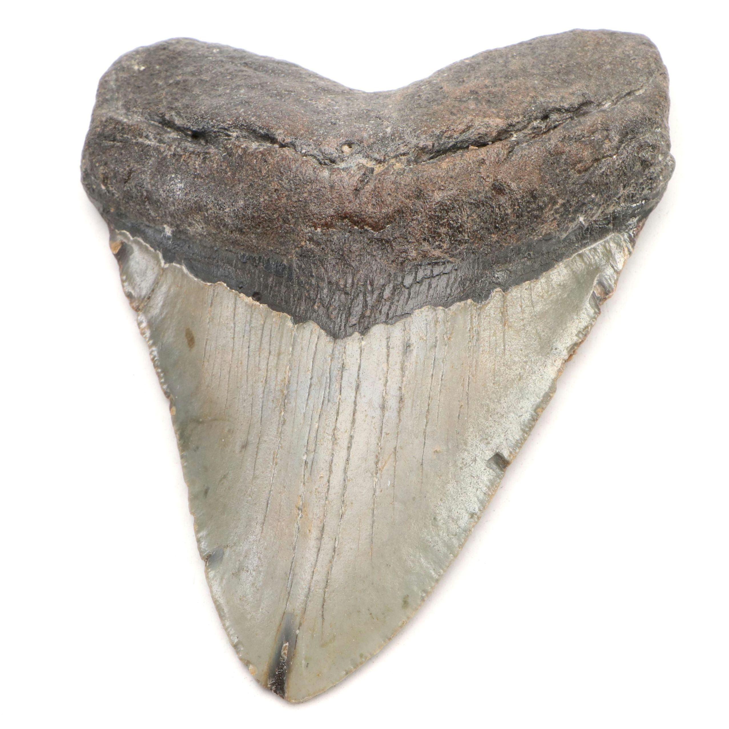 Megalodon Fossil Tooth