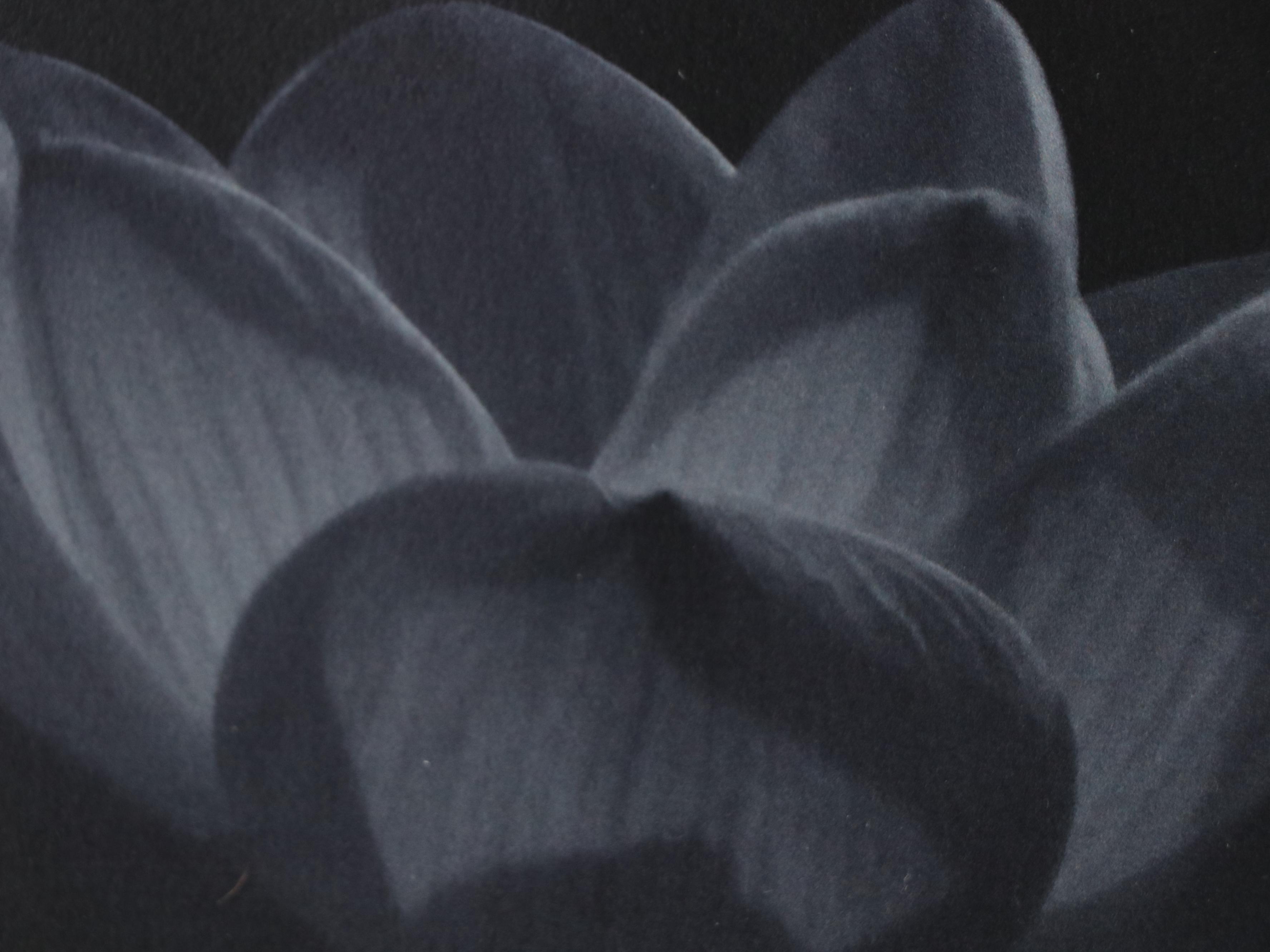 Offset Lithograph After Victoria Borges of Woman and Giclée of Lotus