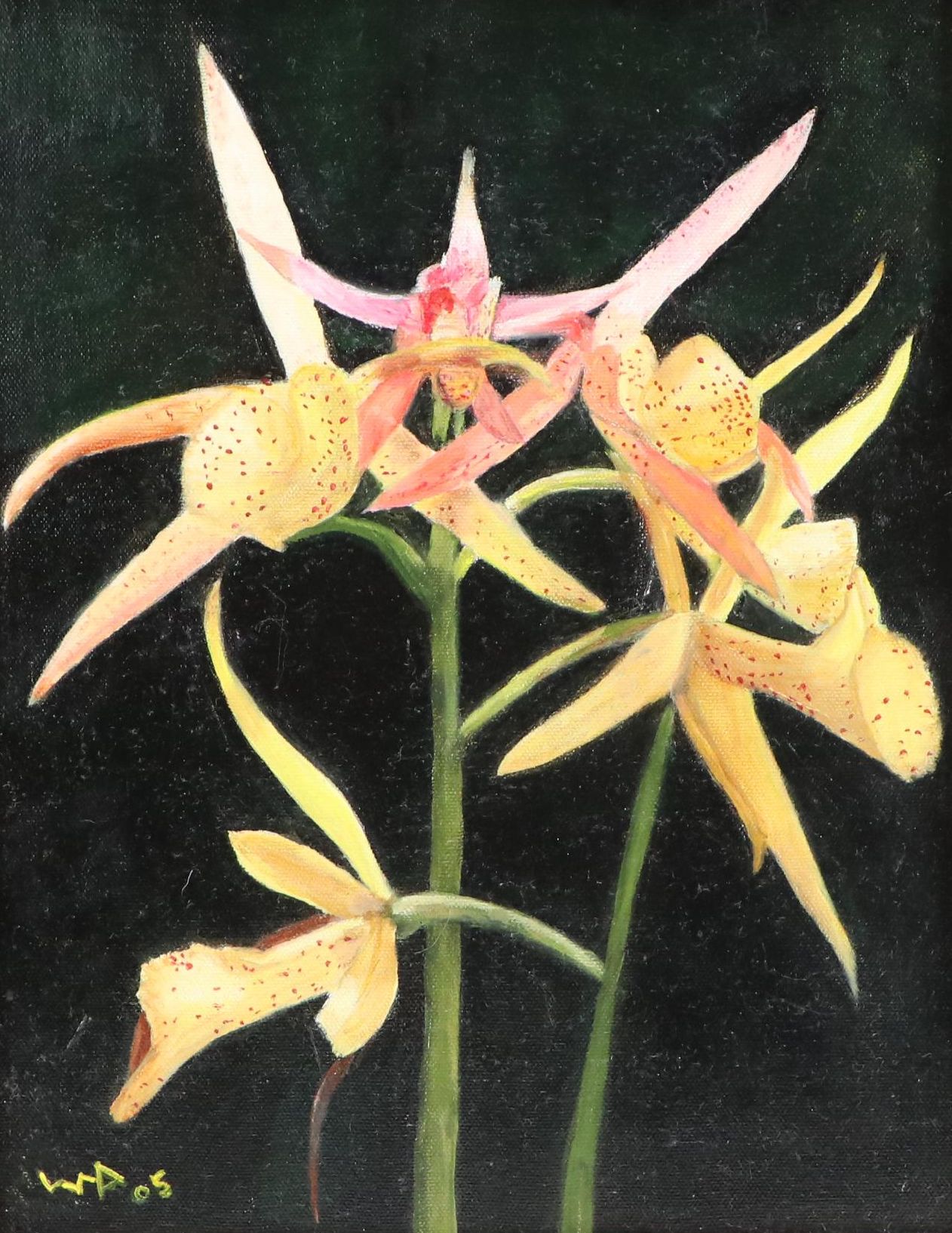 Oil Painting of Cattleya Orchids, 2005