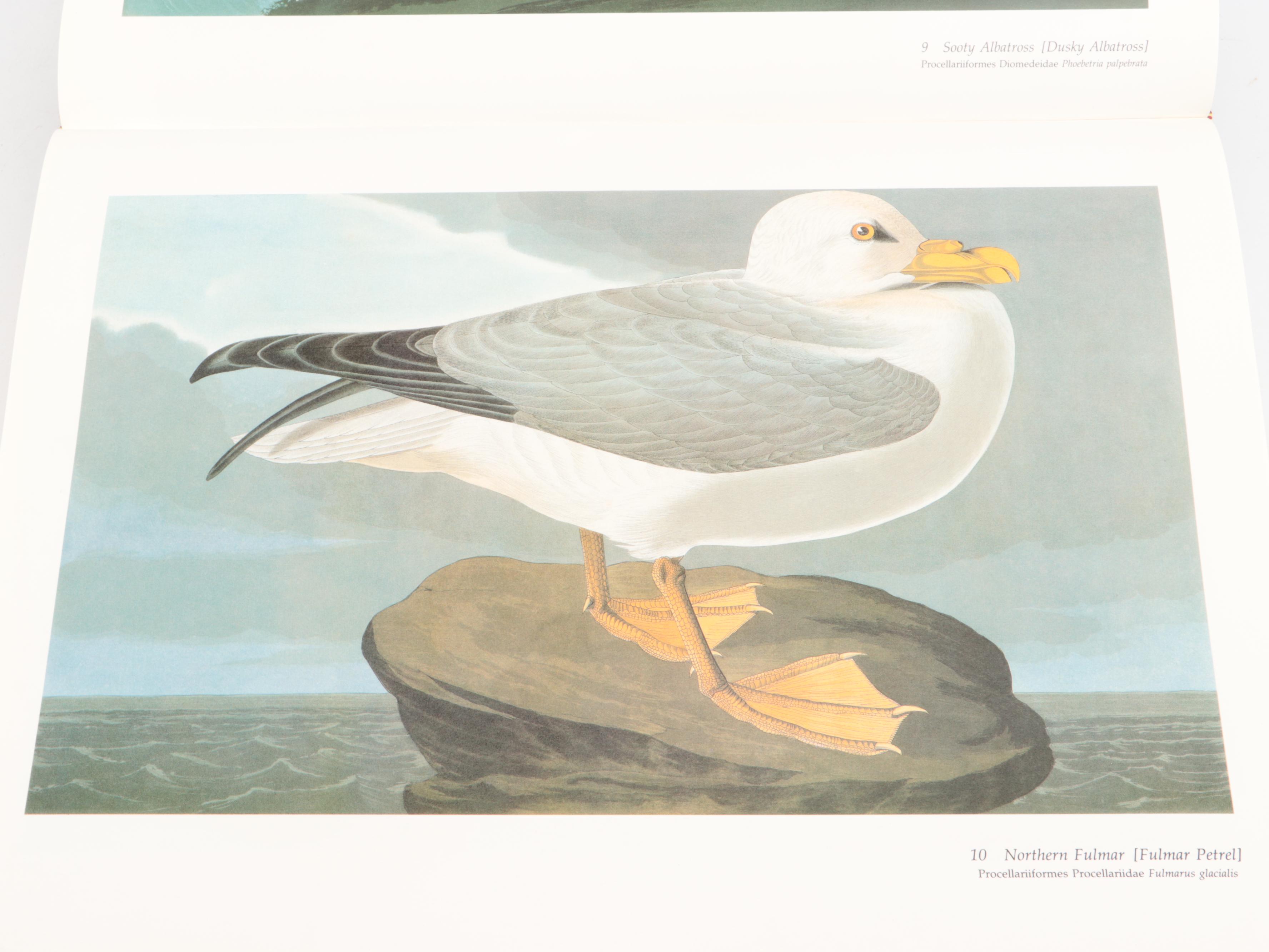 Baby Elephant Folio "Audubon's Birds of America" by the Petersons, 1985