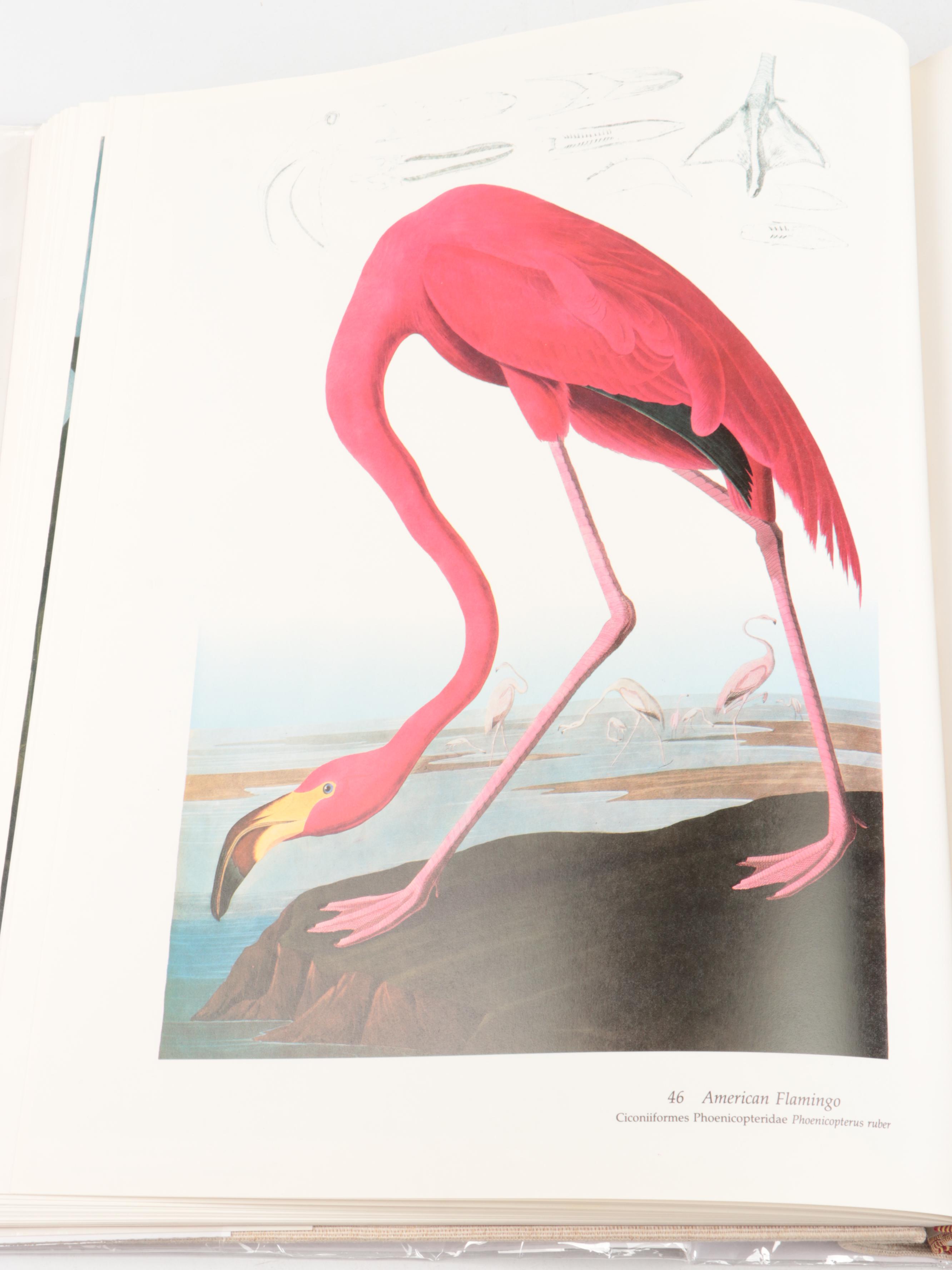 Baby Elephant Folio "Audubon's Birds of America" by the Petersons, 1985