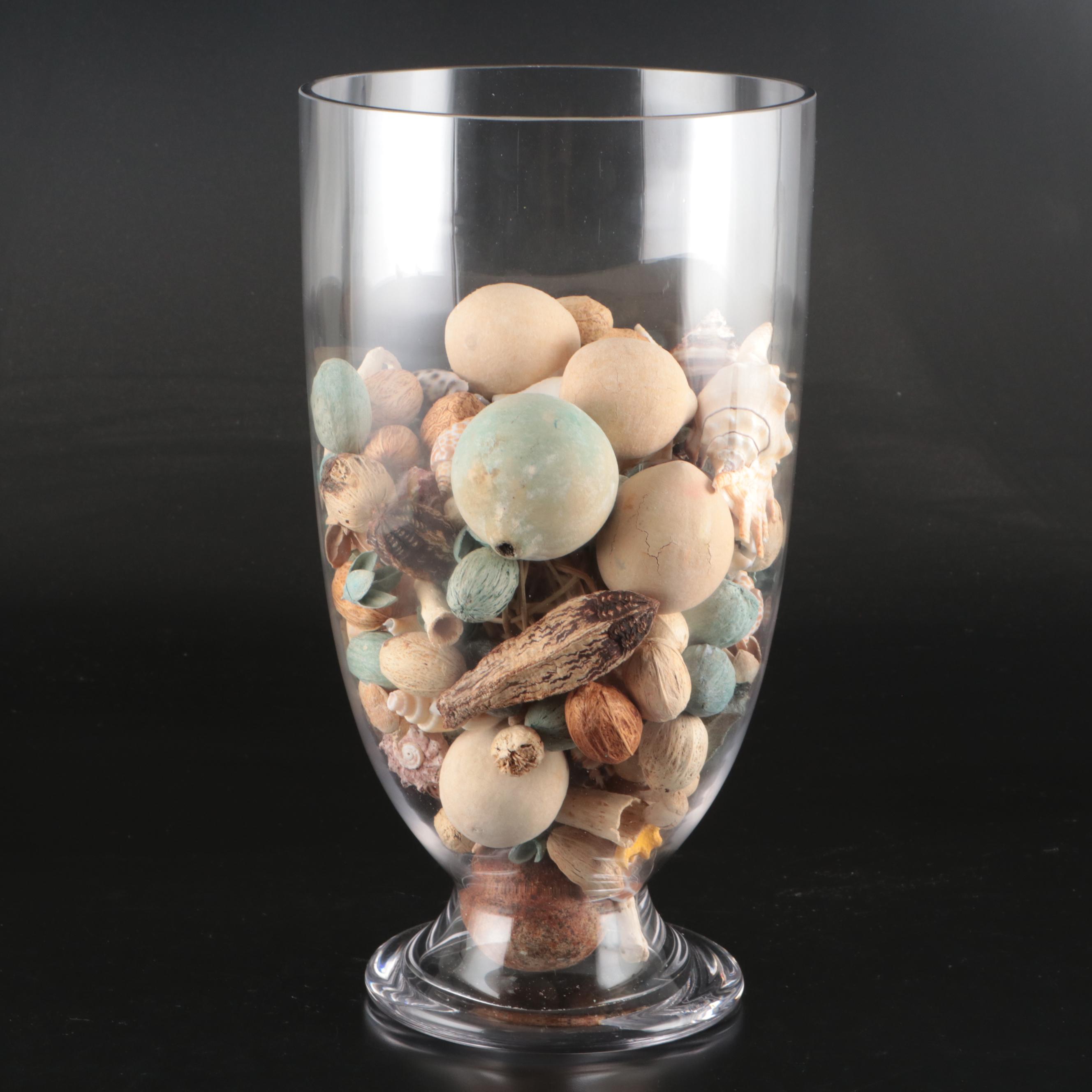 Spider Conch, Cowrie, Black Lace Murex, Sea Beans with Glass Vase