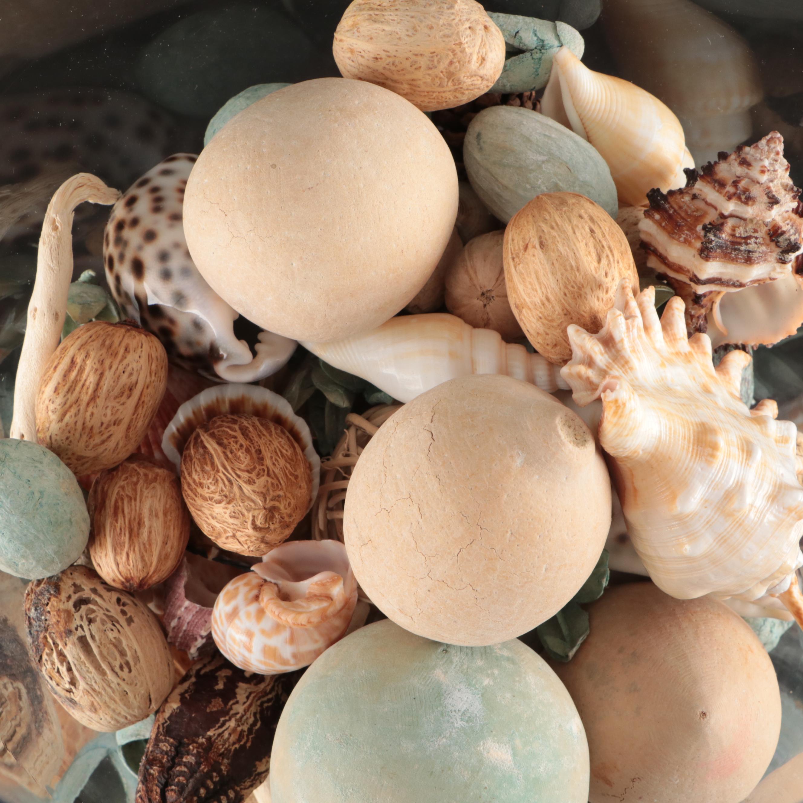 Spider Conch, Cowrie, Black Lace Murex, Sea Beans with Glass Vase