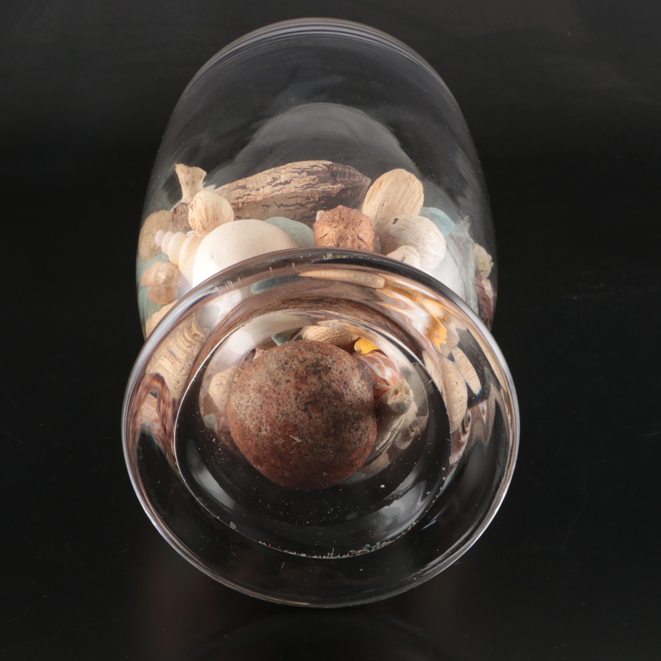 Spider Conch, Cowrie, Black Lace Murex, Sea Beans with Glass Vase