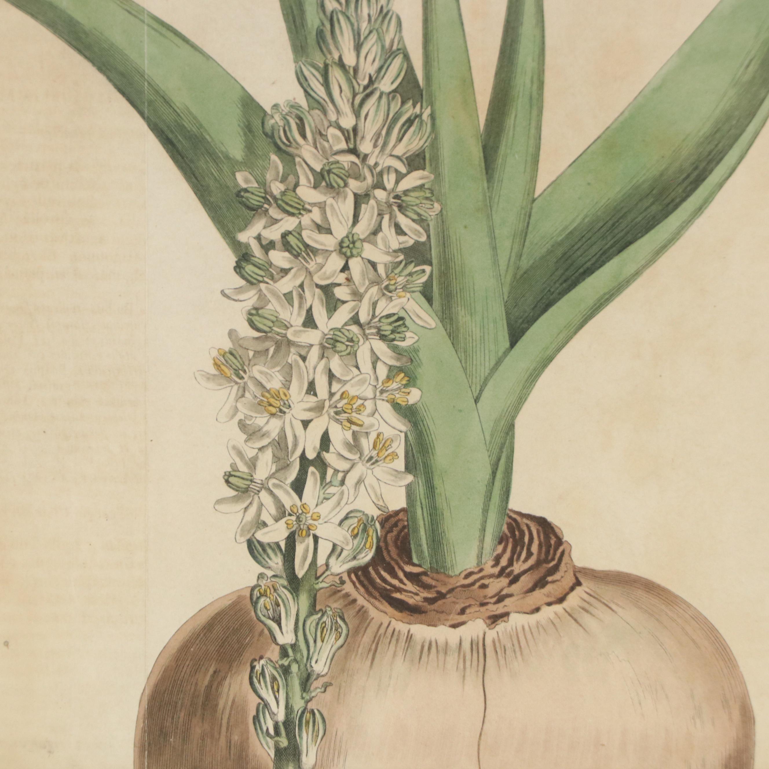 Antique Botanical Hand-Colored Engraving "Drimia altissima," 1808