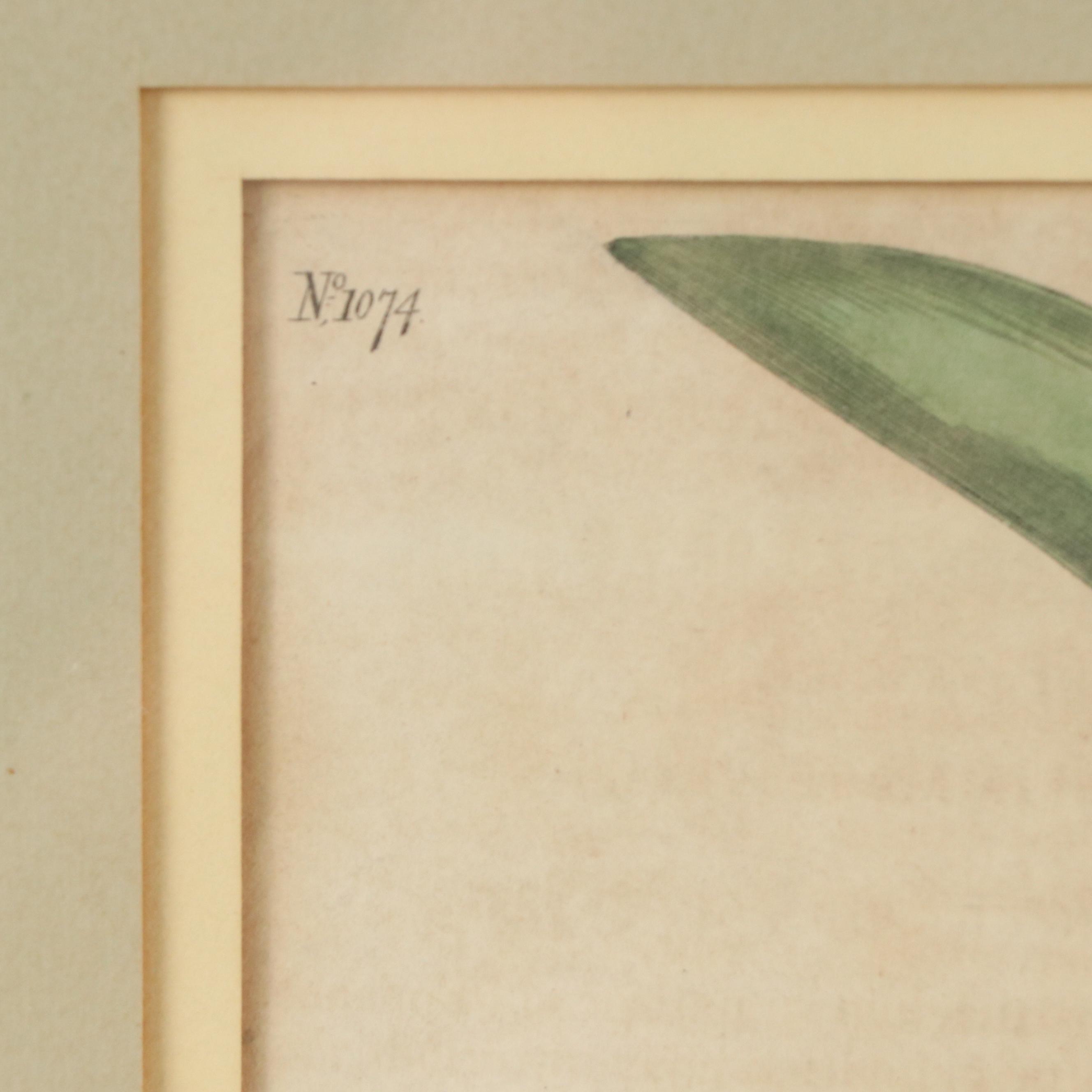 Antique Botanical Hand-Colored Engraving "Drimia altissima," 1808