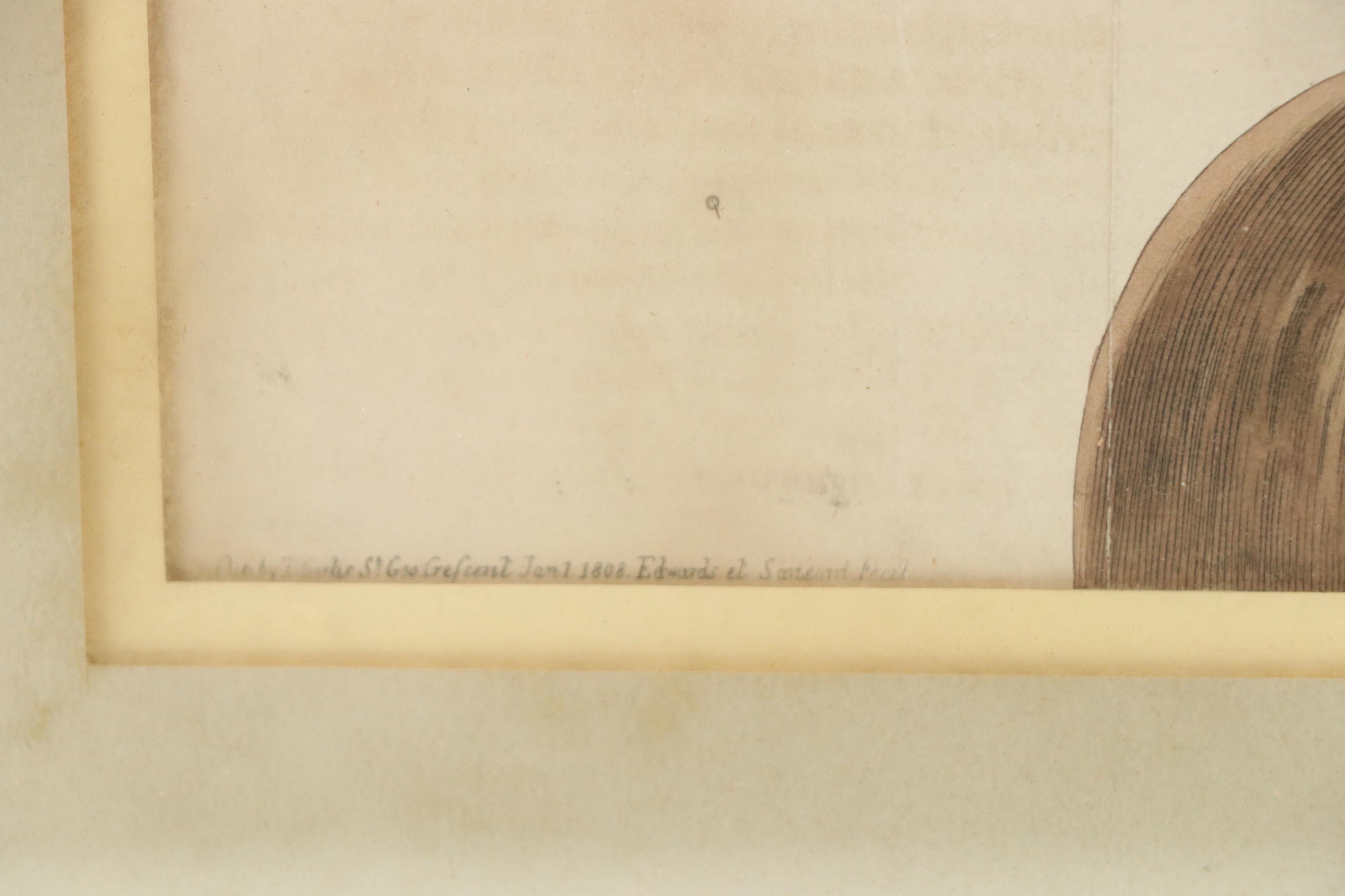 Antique Botanical Hand-Colored Engraving "Drimia altissima," 1808