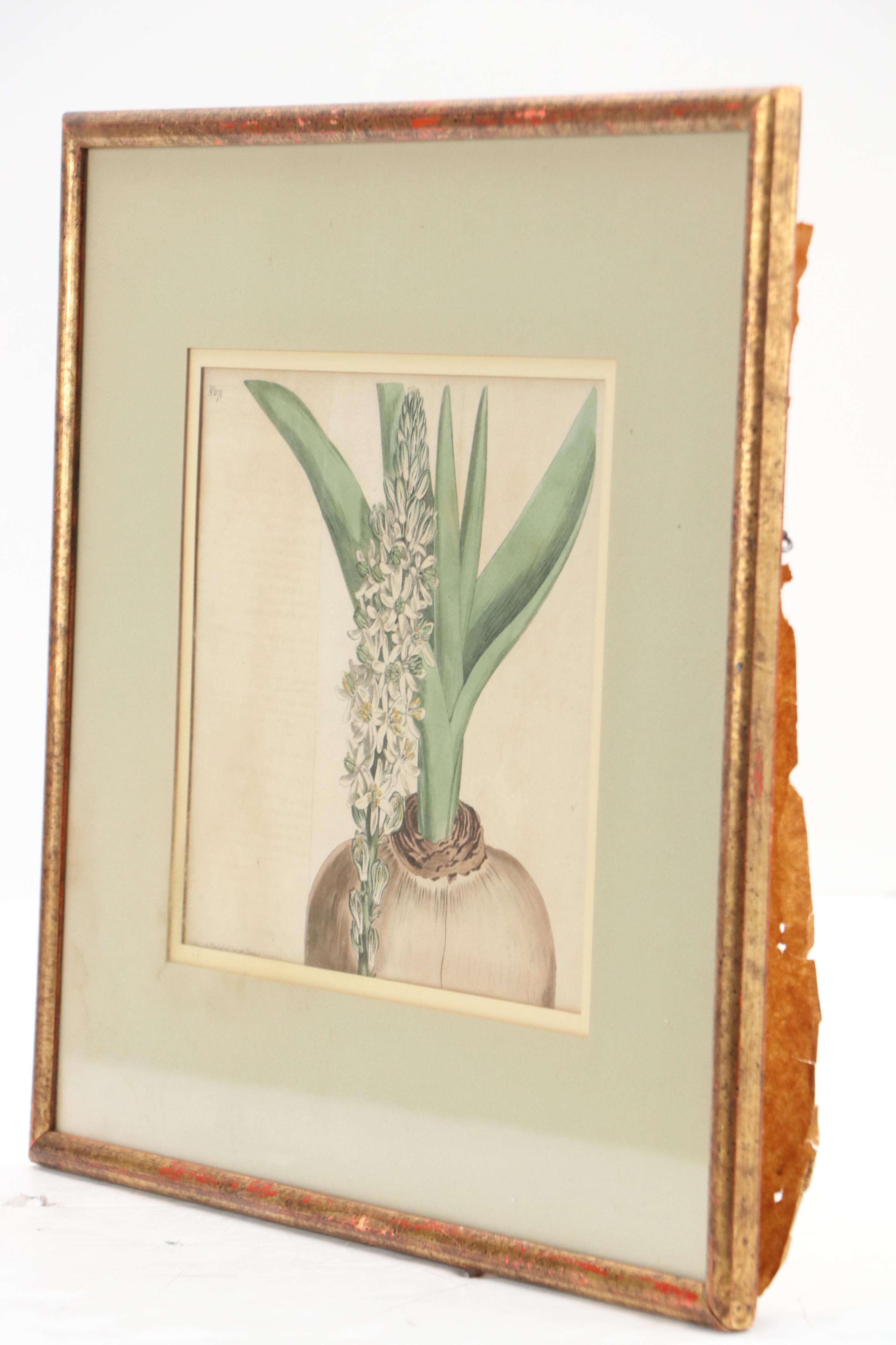 Antique Botanical Hand-Colored Engraving "Drimia altissima," 1808