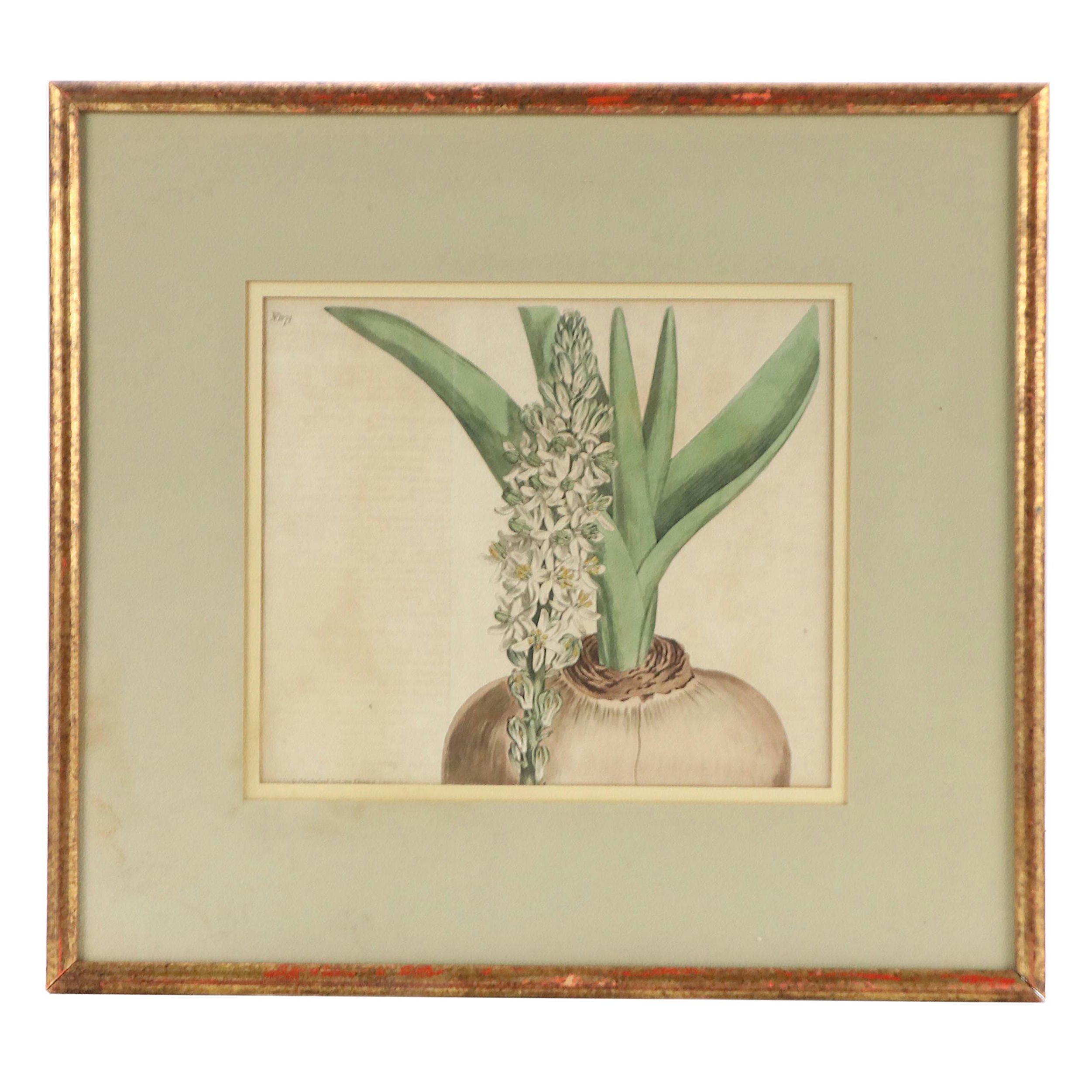 Antique Botanical Hand-Colored Engraving "Drimia altissima," 1808