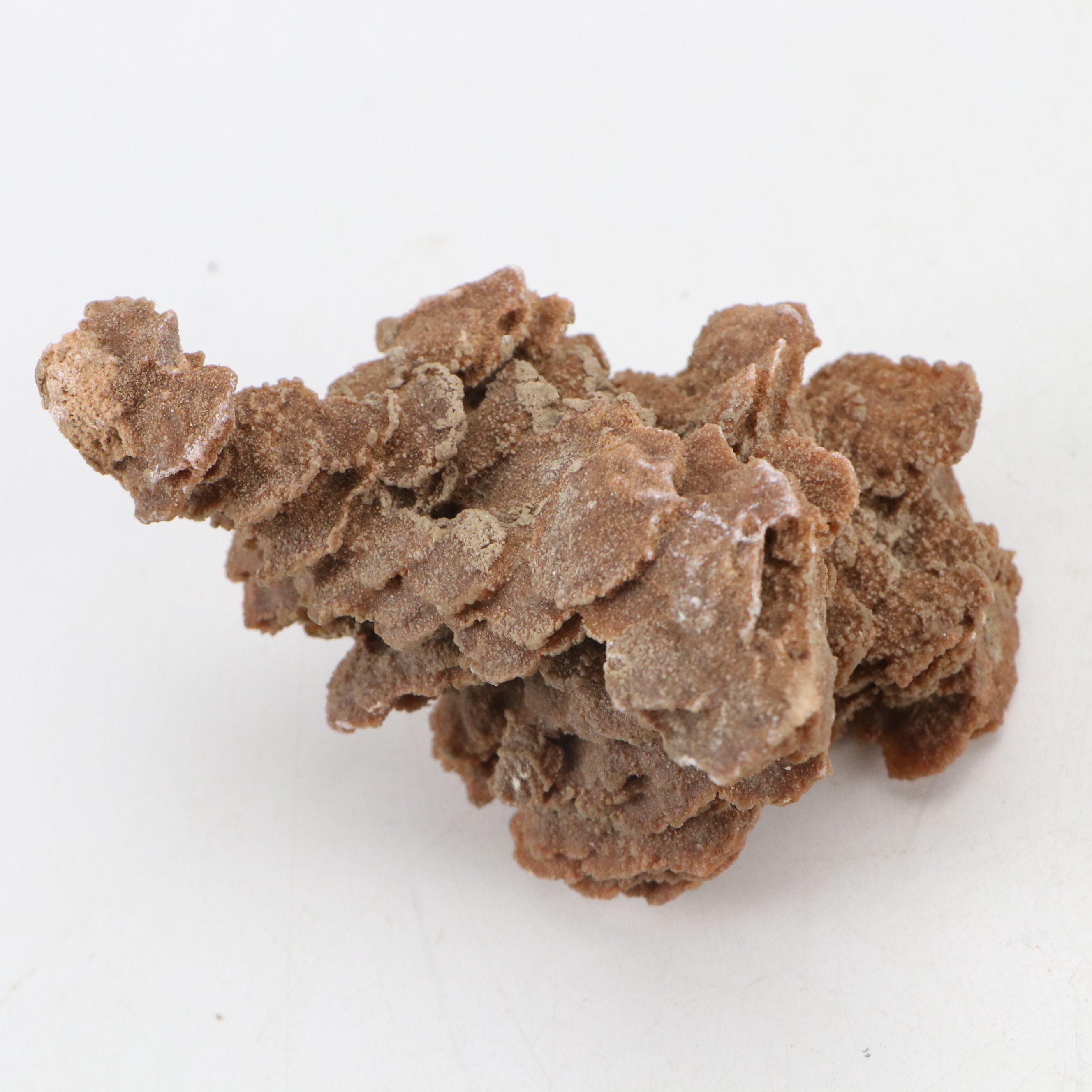 Gypsum Desert Rose Specimen Clusters
