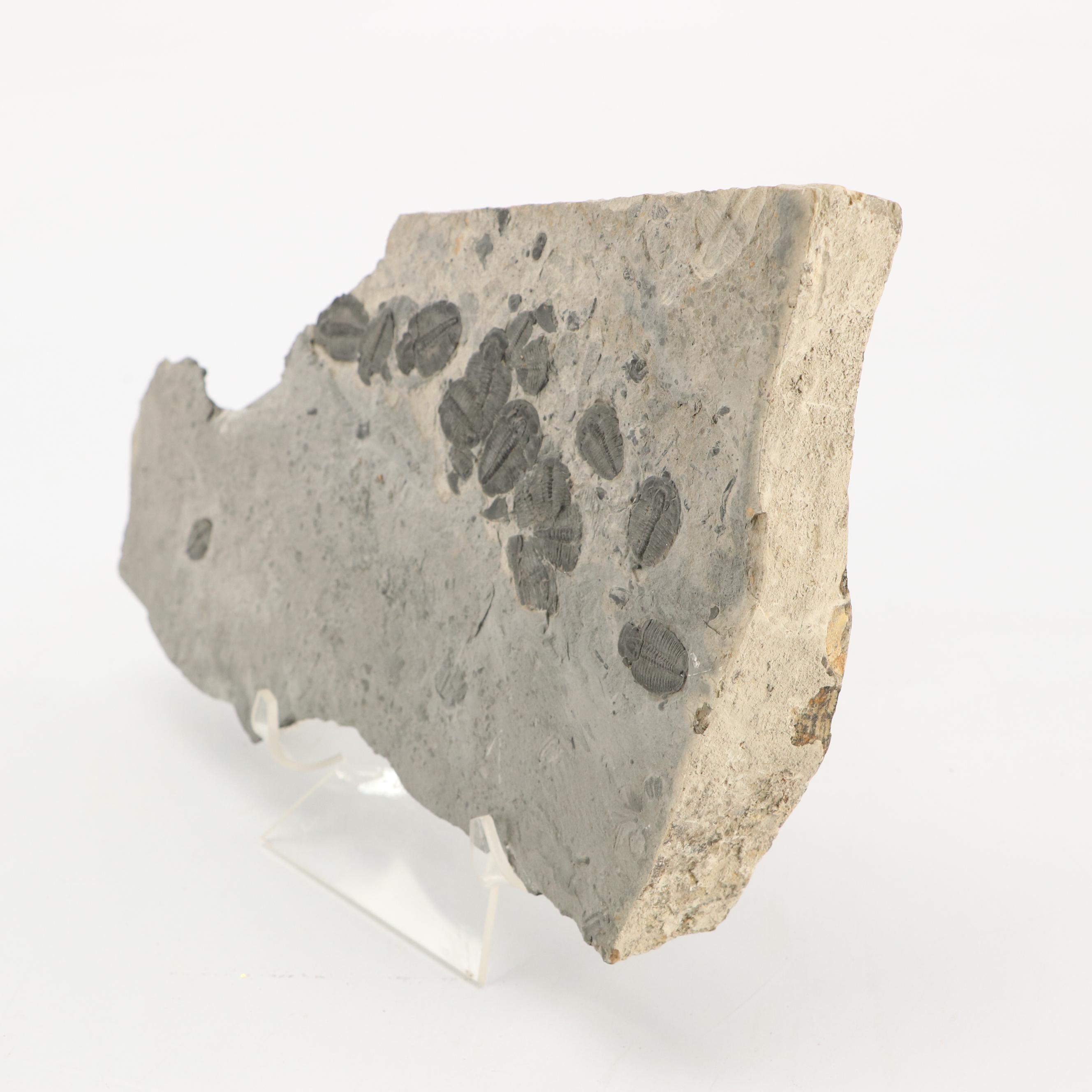 Natural Calcite, Trilobites, Agate and Alurgite Mica