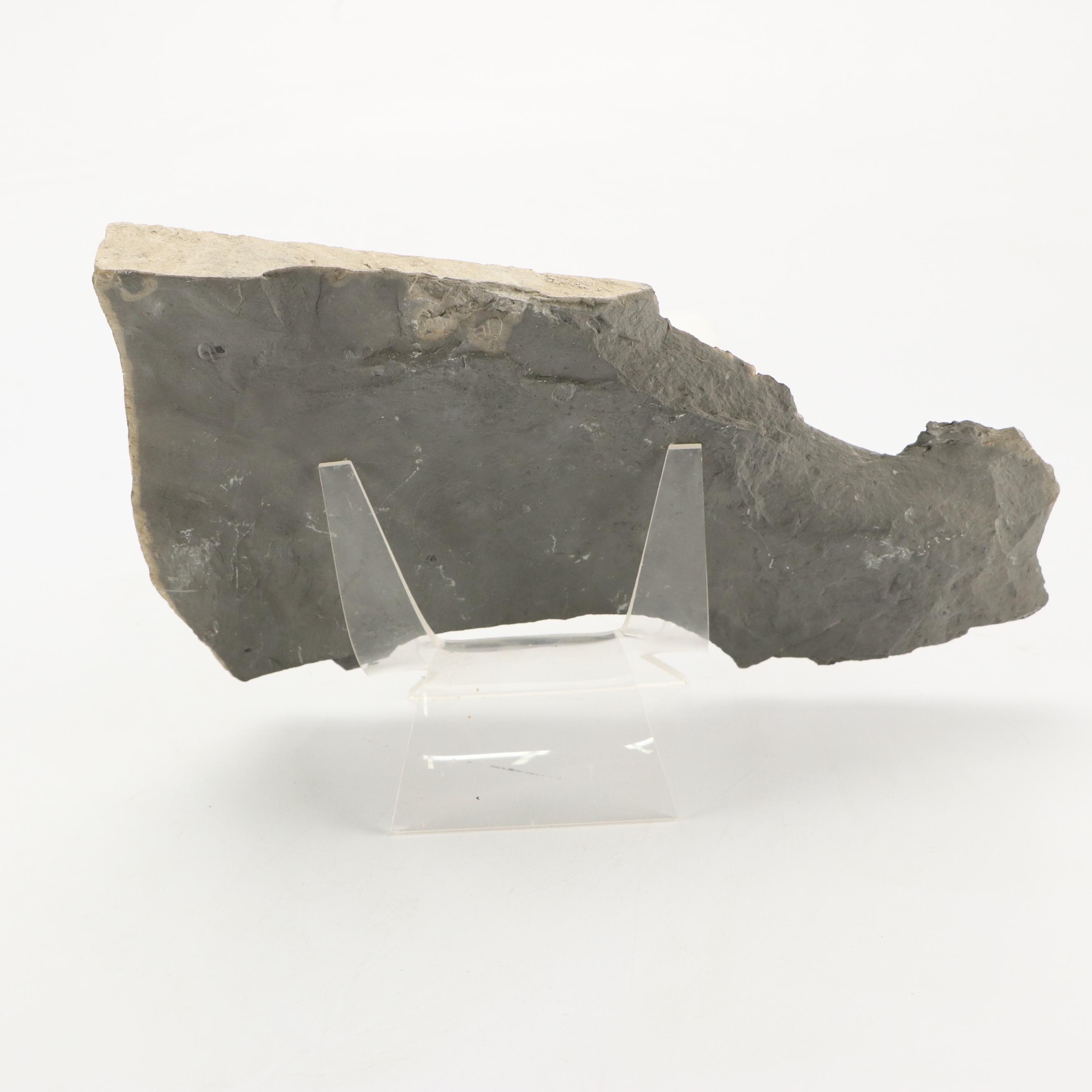 Natural Calcite, Trilobites, Agate and Alurgite Mica