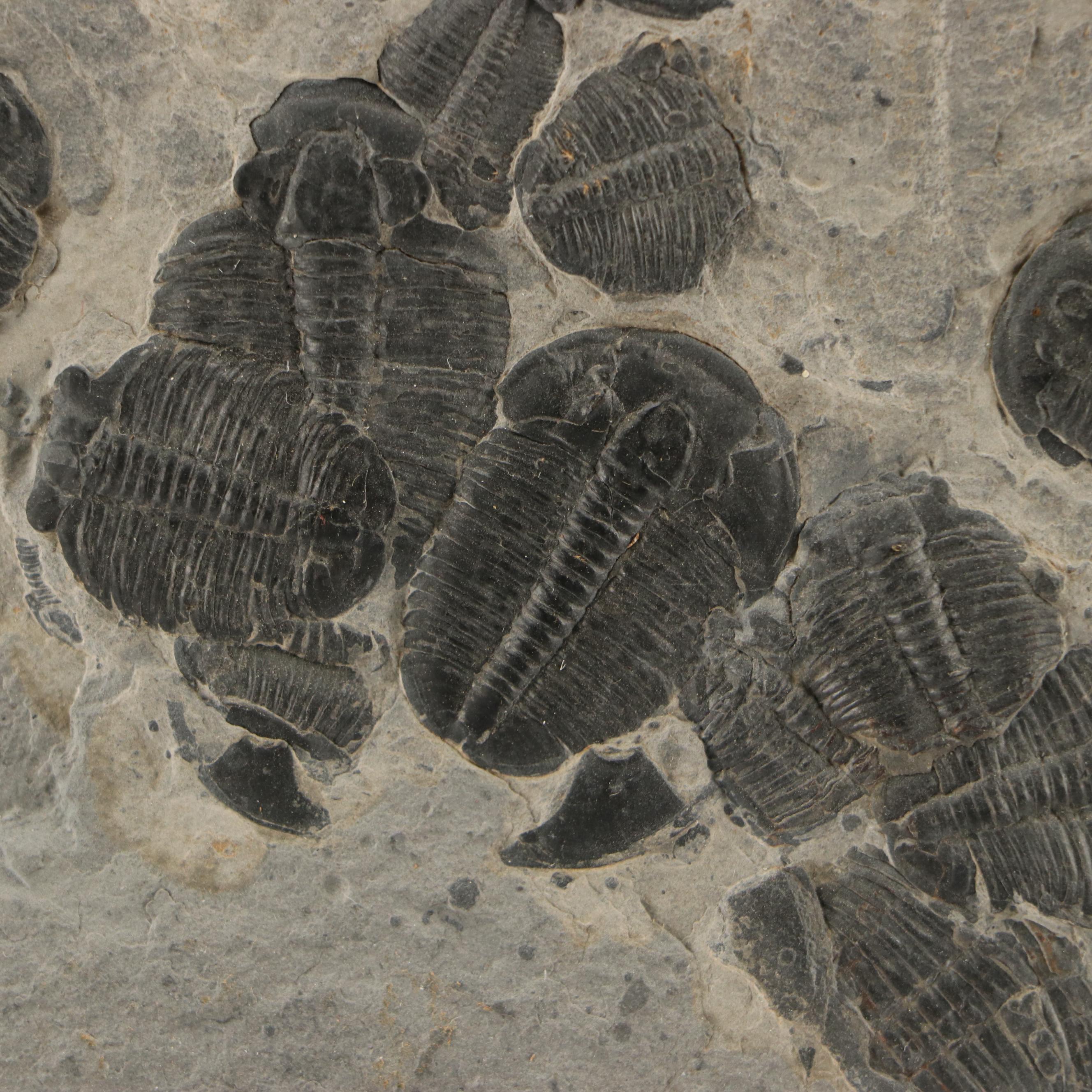 Natural Calcite, Trilobites, Agate and Alurgite Mica