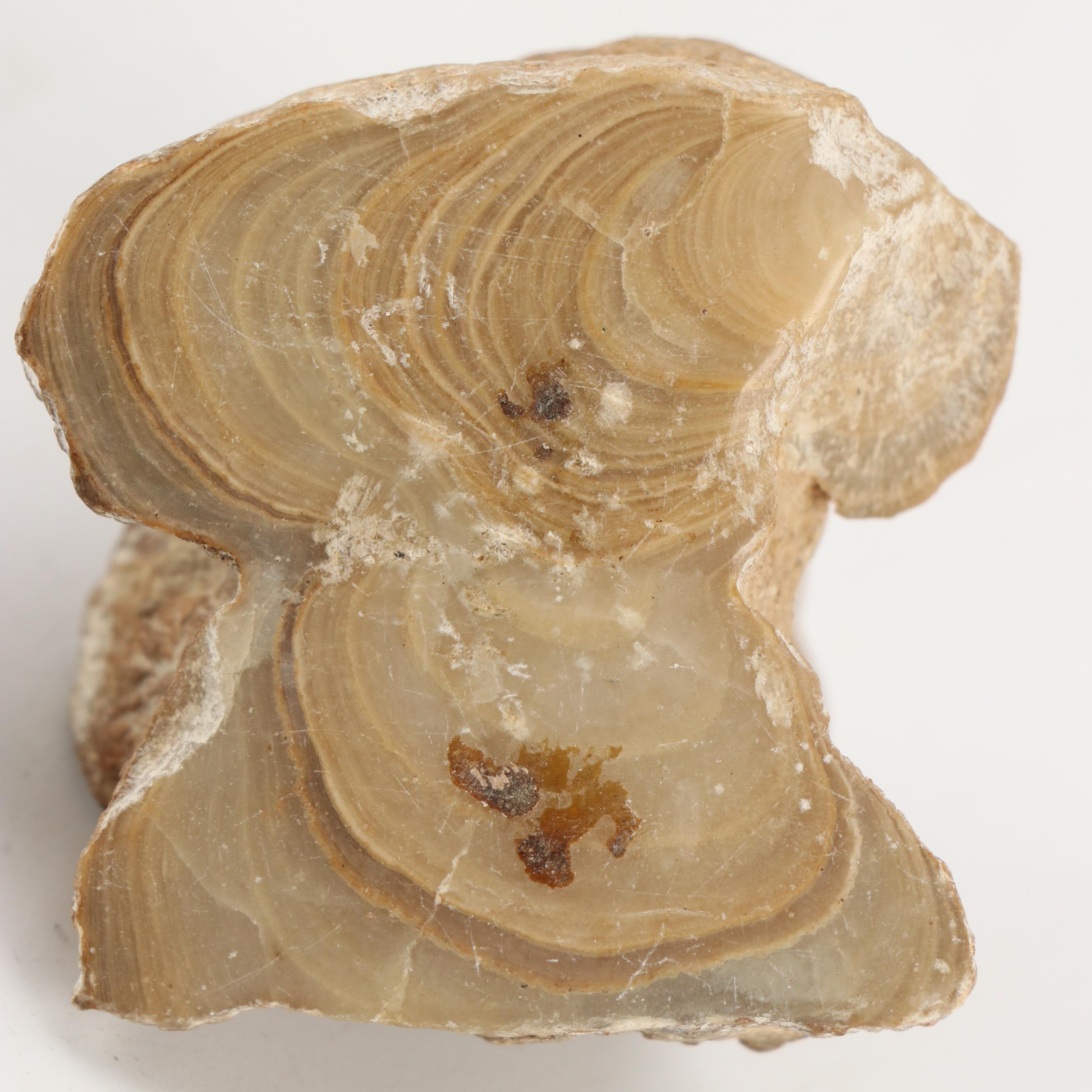 Natural Calcite, Trilobites, Agate and Alurgite Mica