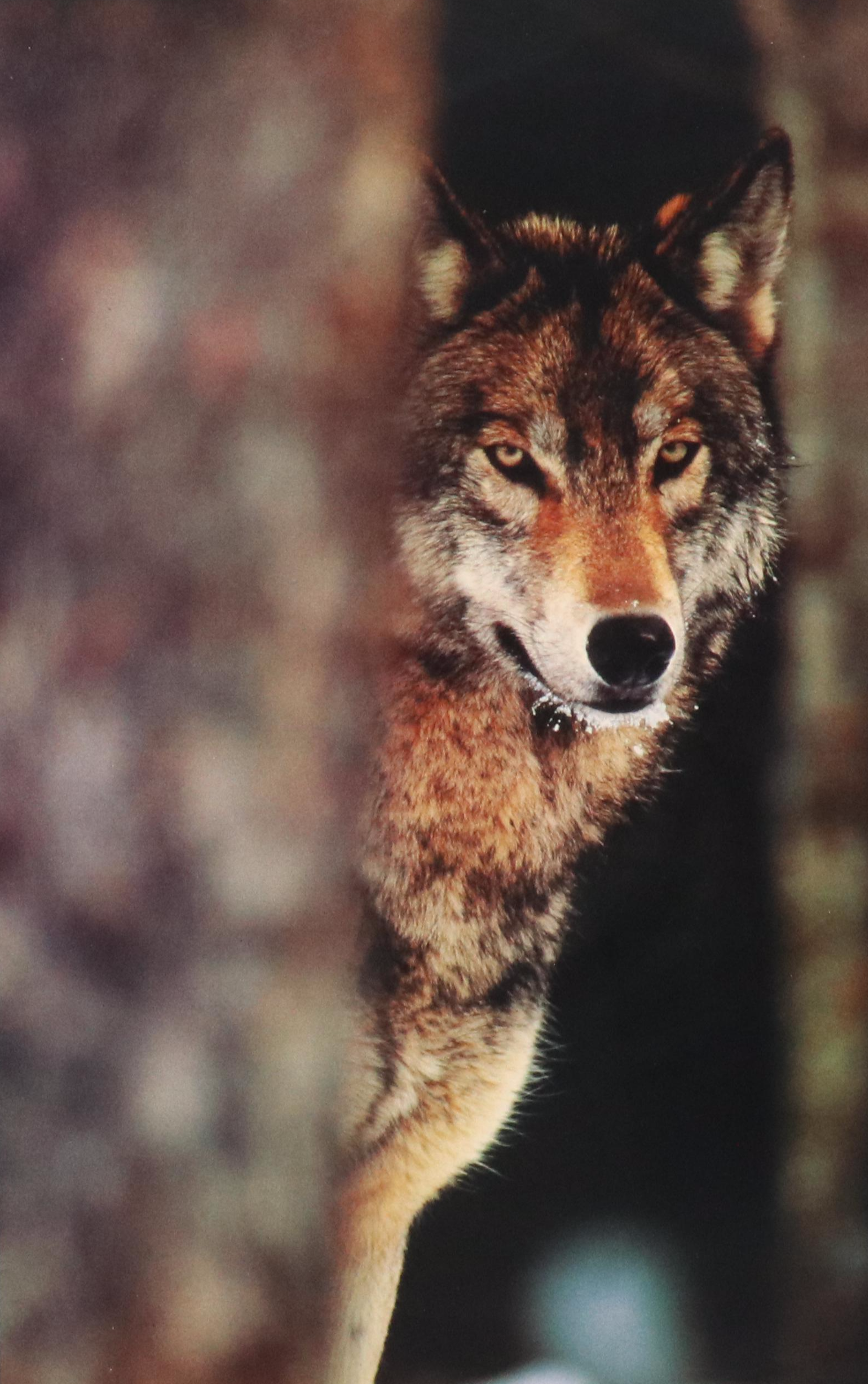 Photographic Offset Lithograph "Grey Wolf"