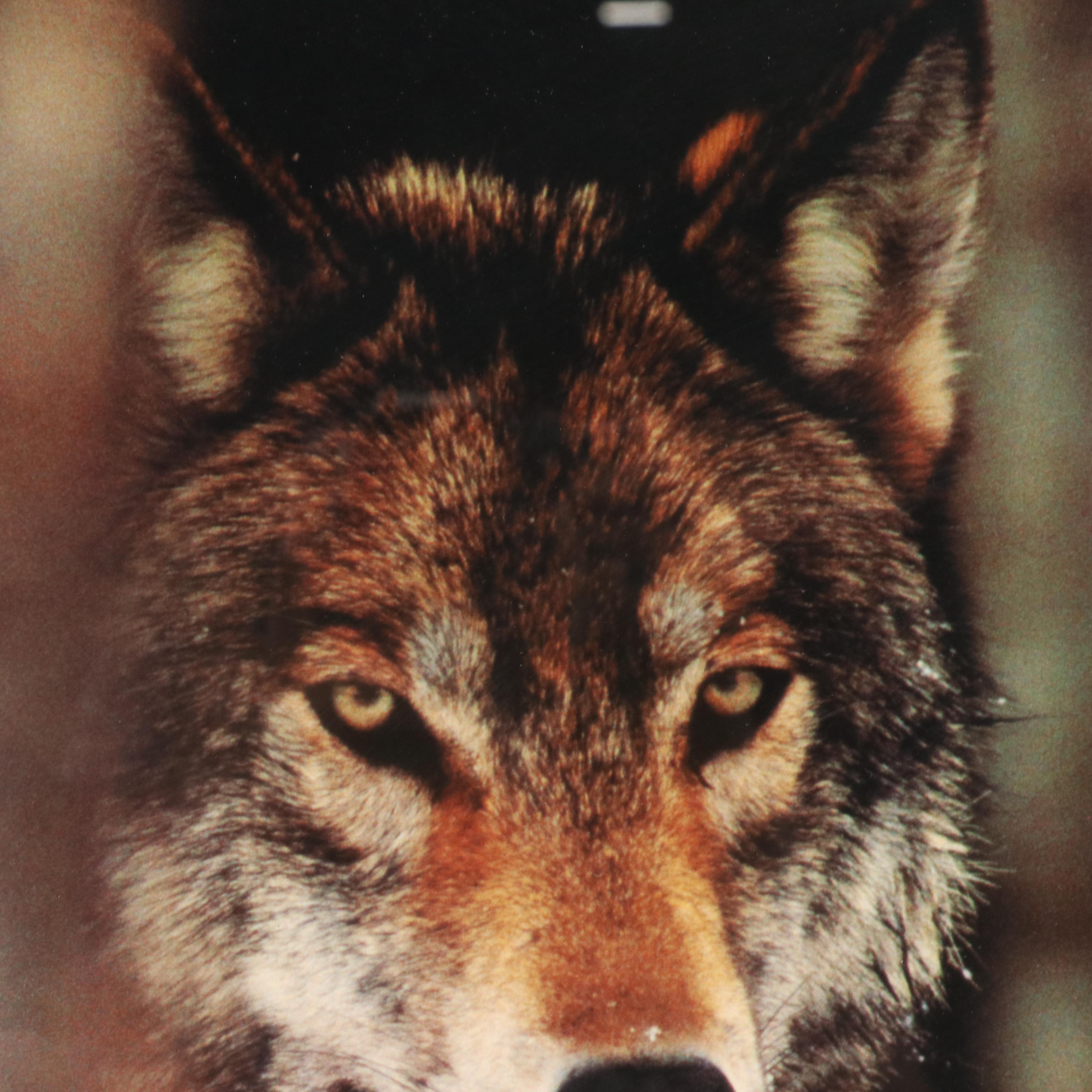 Photographic Offset Lithograph "Grey Wolf"