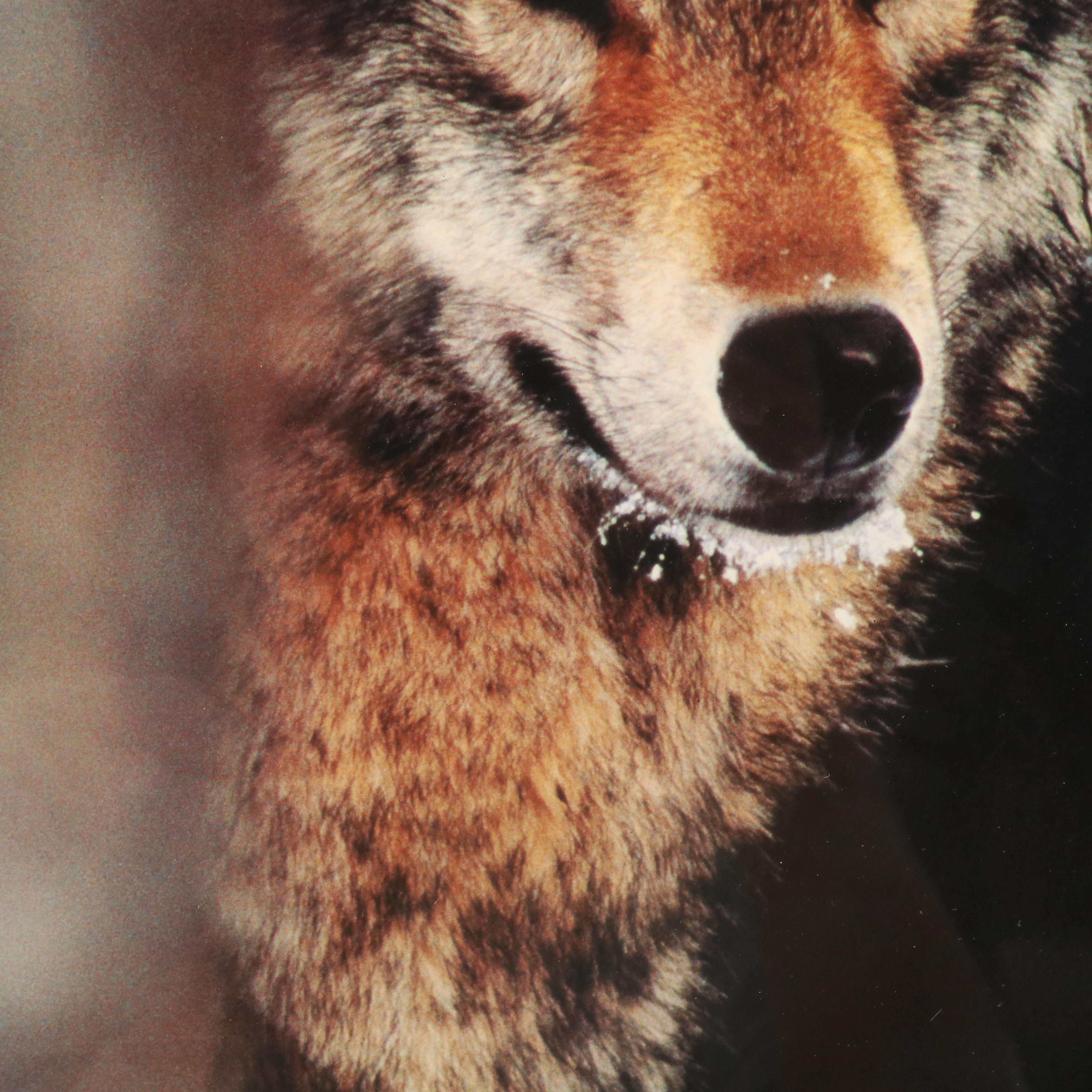 Photographic Offset Lithograph "Grey Wolf"